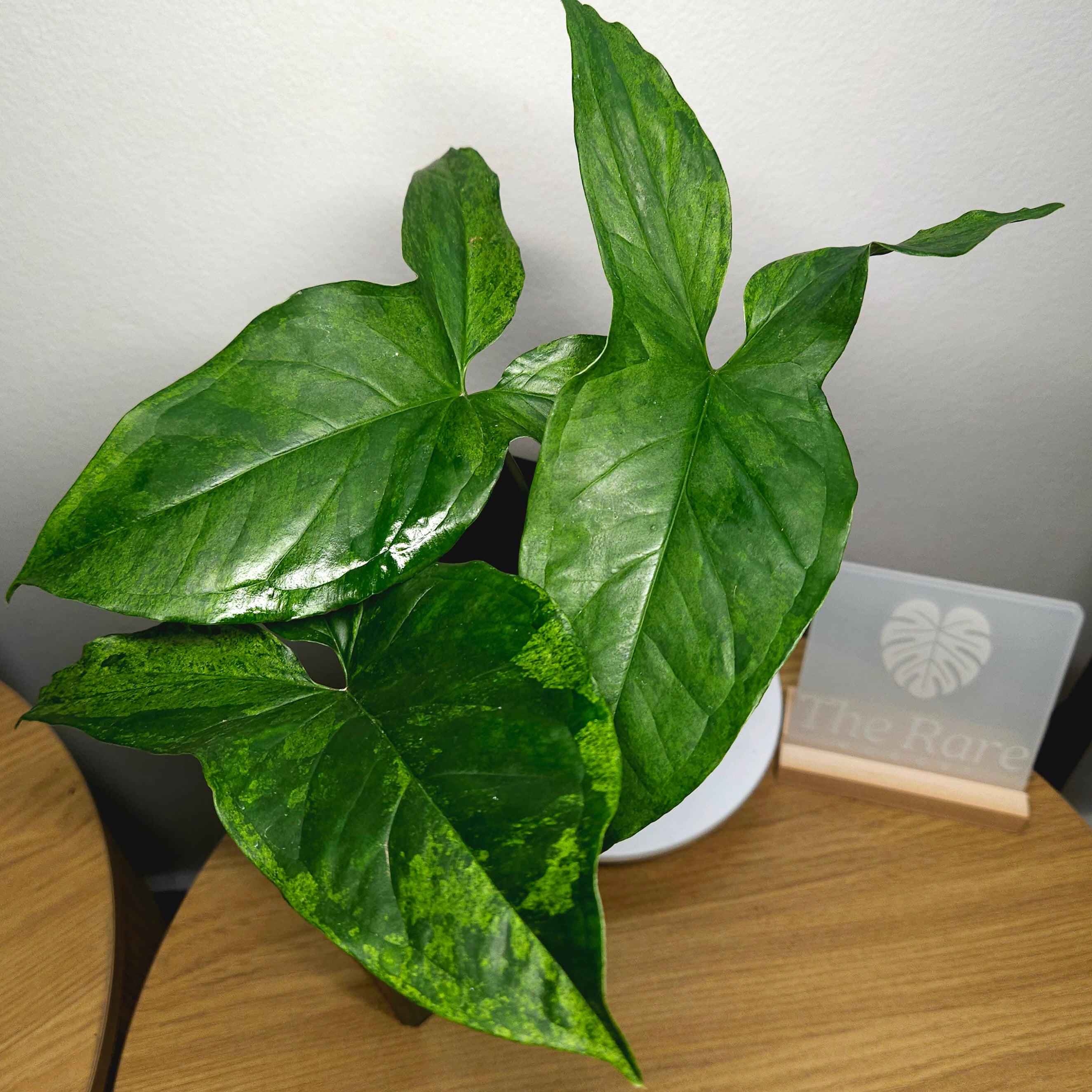 Syngonium Mojito Cutting – Large Leaf, Rooted