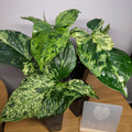 Syngonium Mojito Cutting – Large Leaf, Rooted