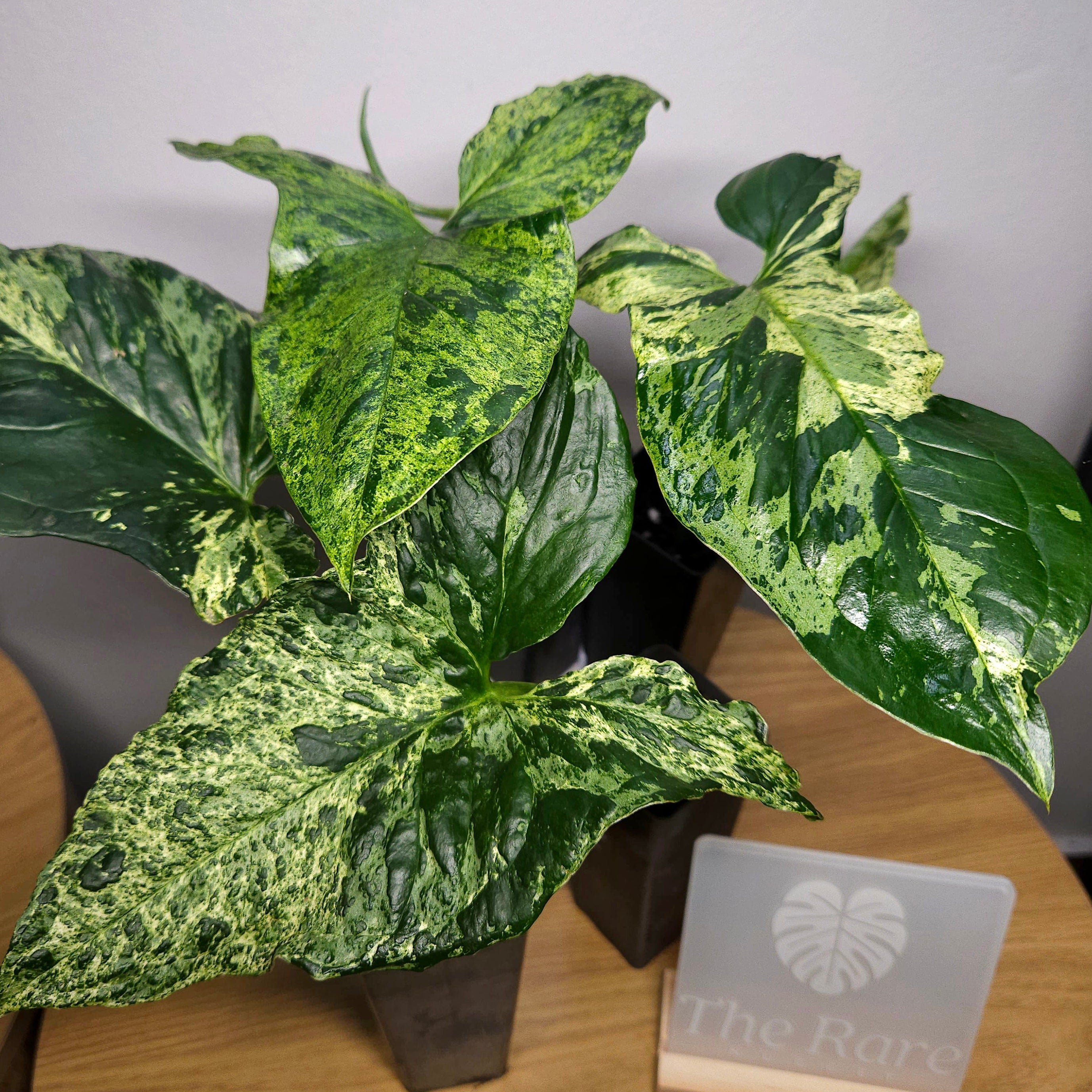 Syngonium Mojito Cutting – Large Leaf, Rooted