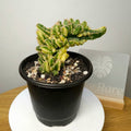 Cereus Fairy Castle Variegata – Monstrose Form
