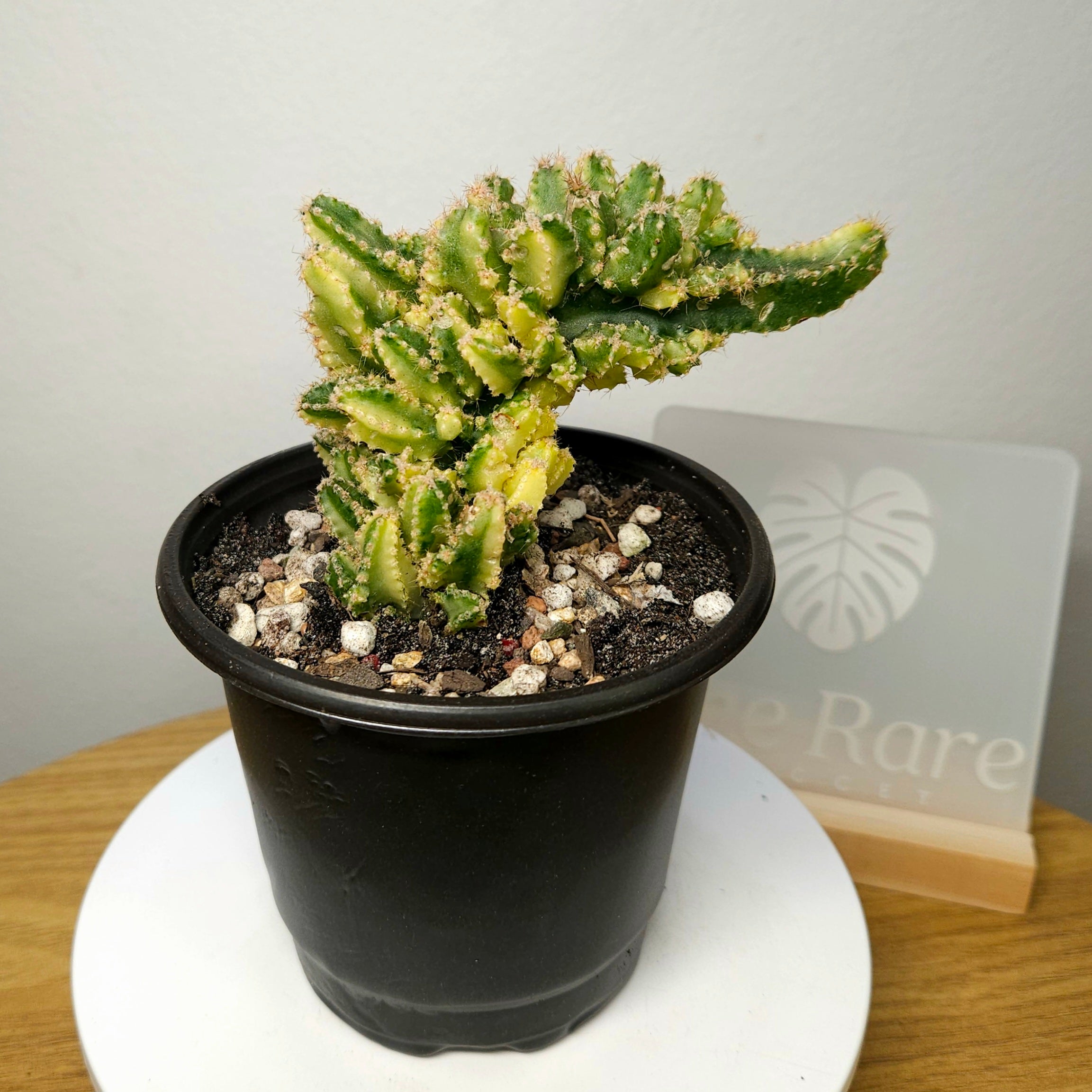 Cereus Fairy Castle Variegata – Monstrose Form