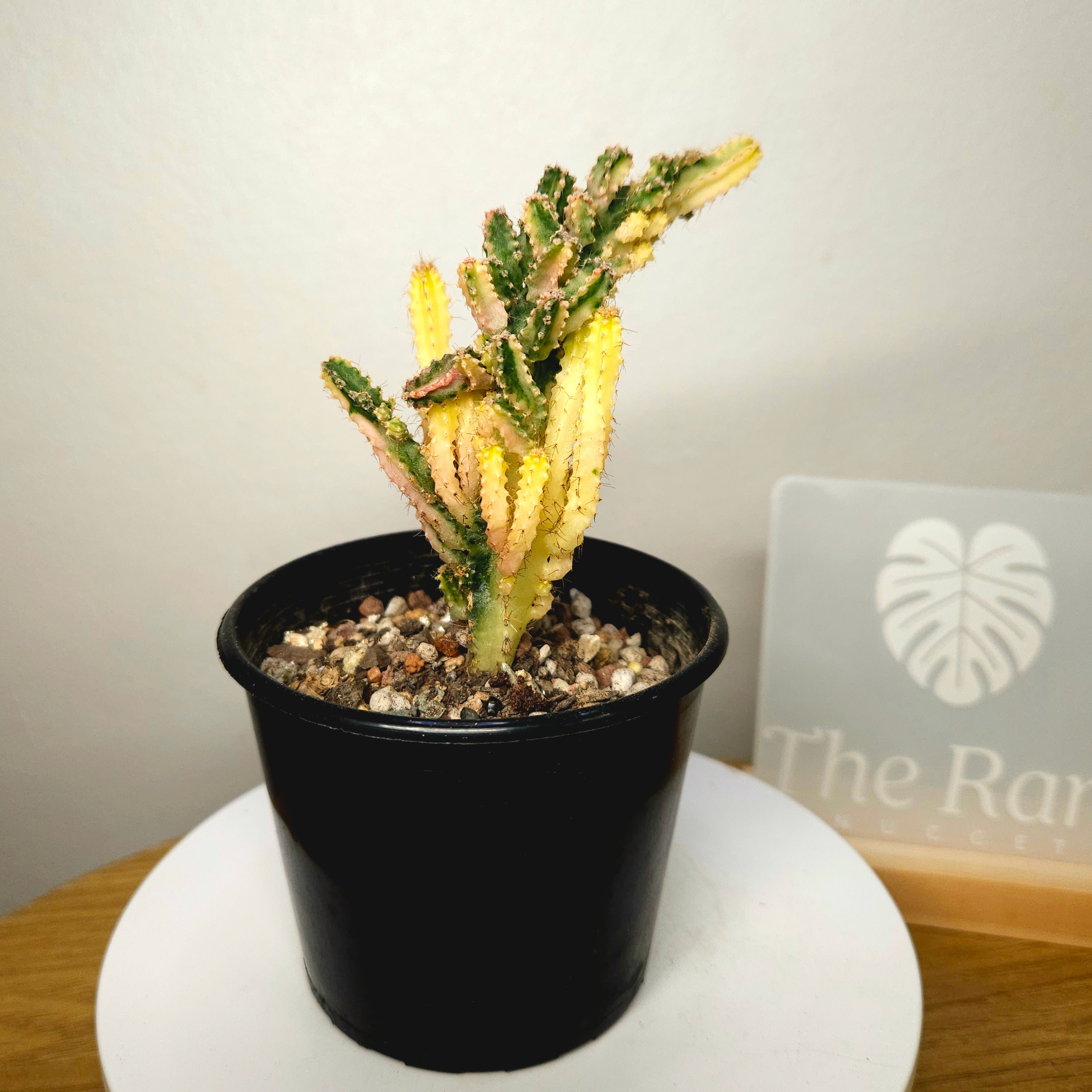 Cereus Fairy Castle Variegata – Monstrose Form