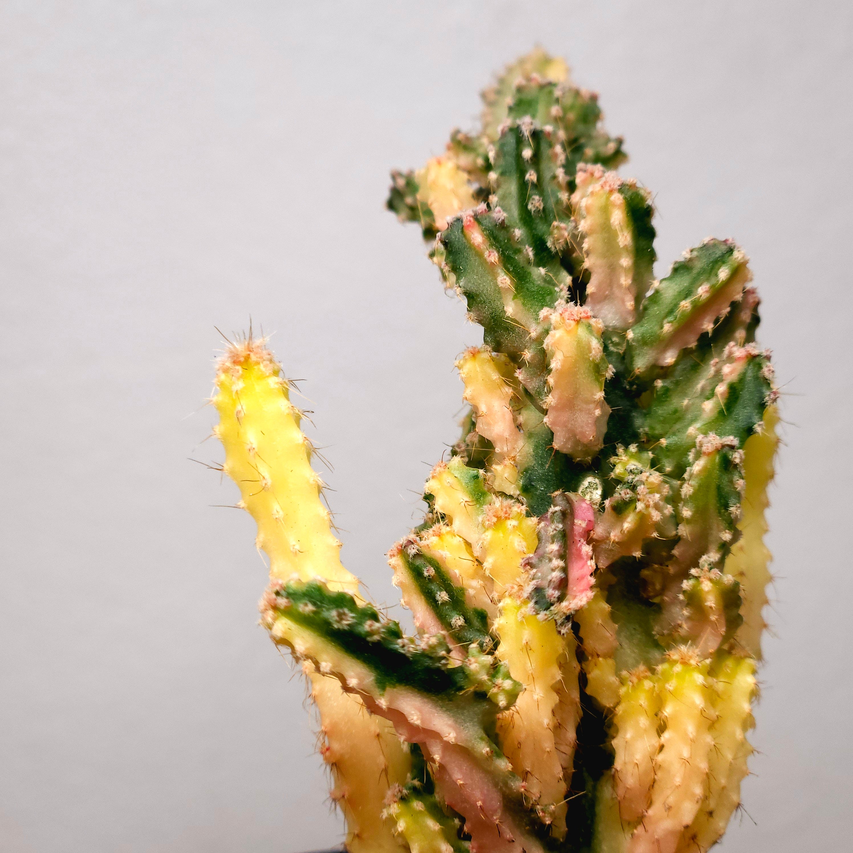 Cereus Fairy Castle Variegata – Monstrose Form