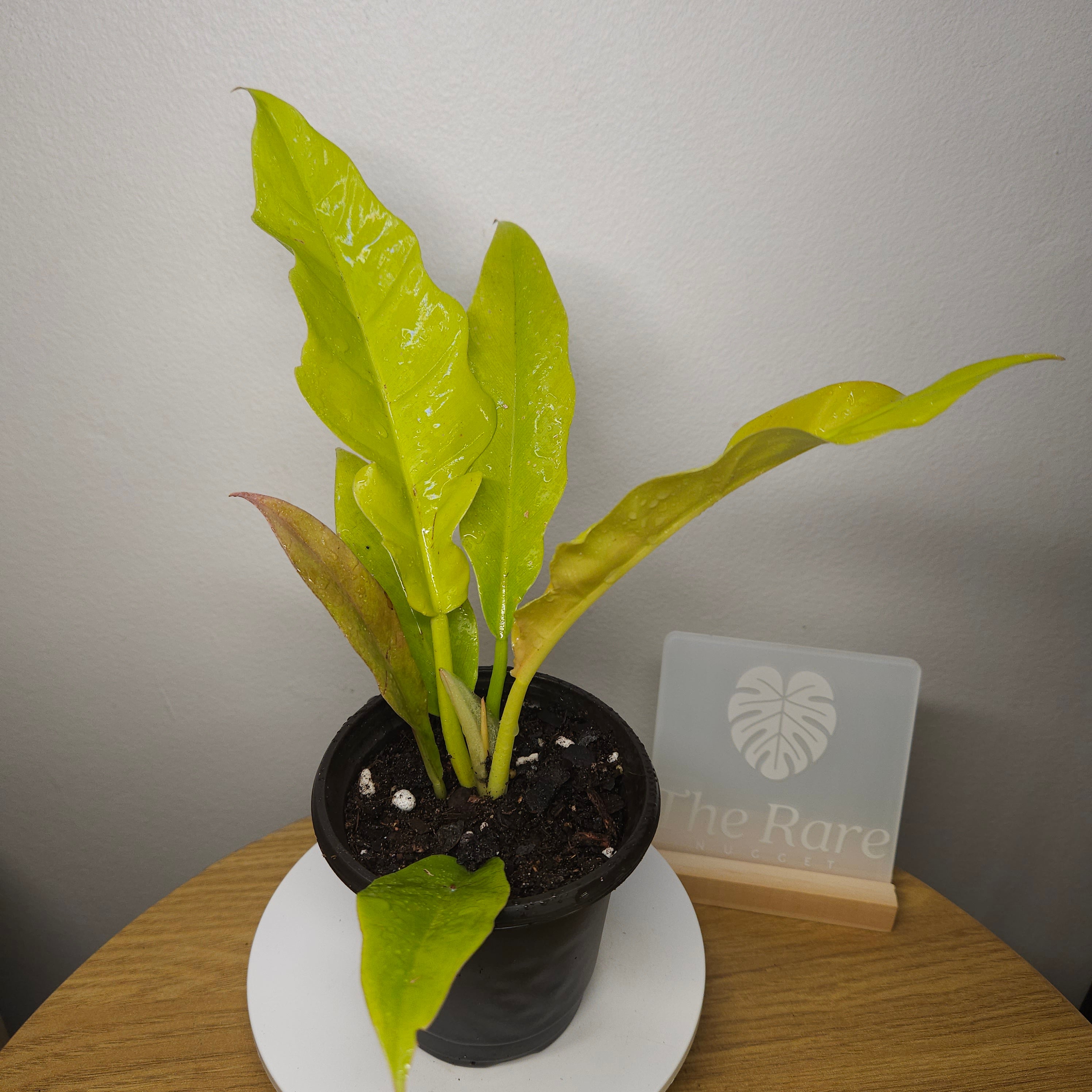 Philodendron Golden Crocodile