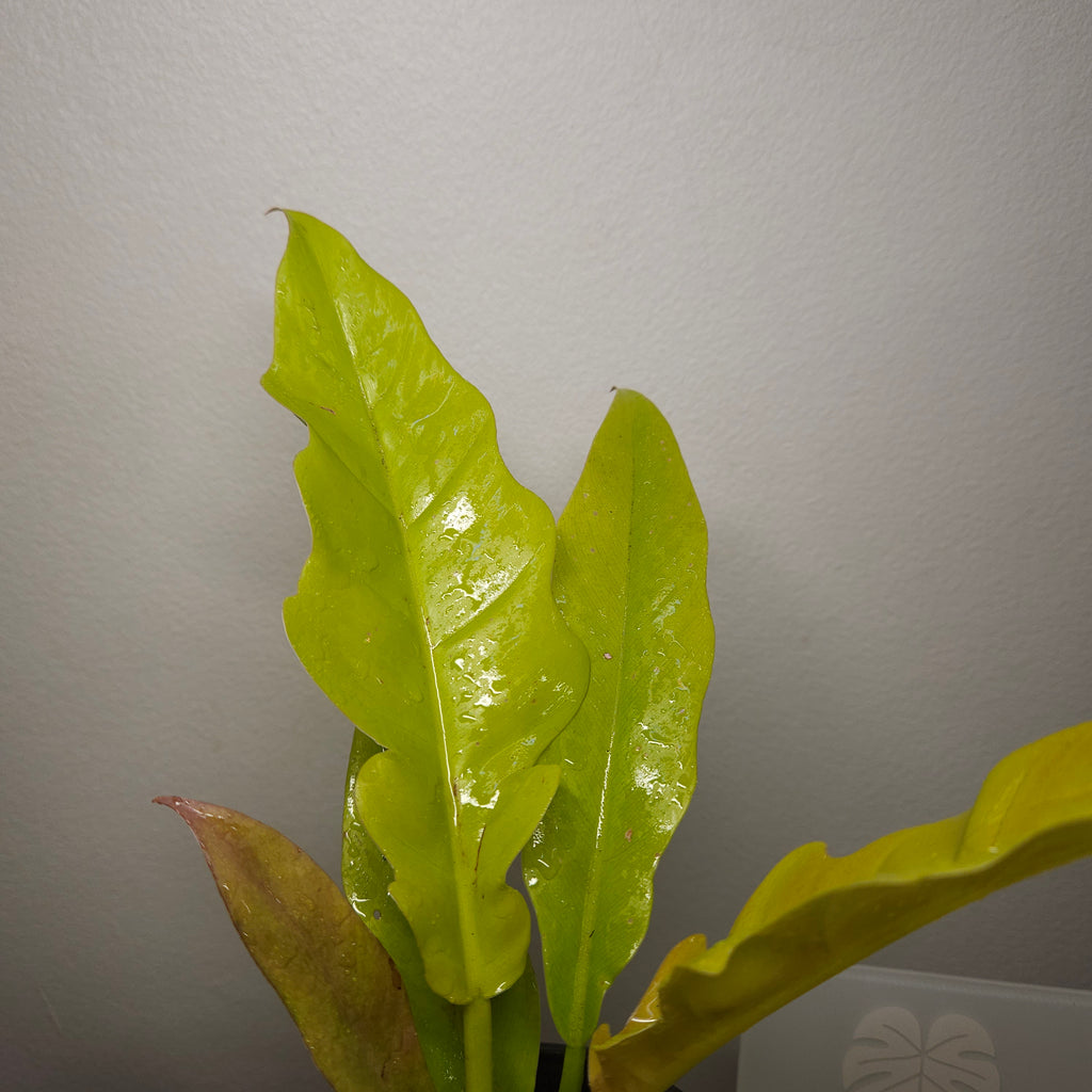 Philodendron Golden Crocodile