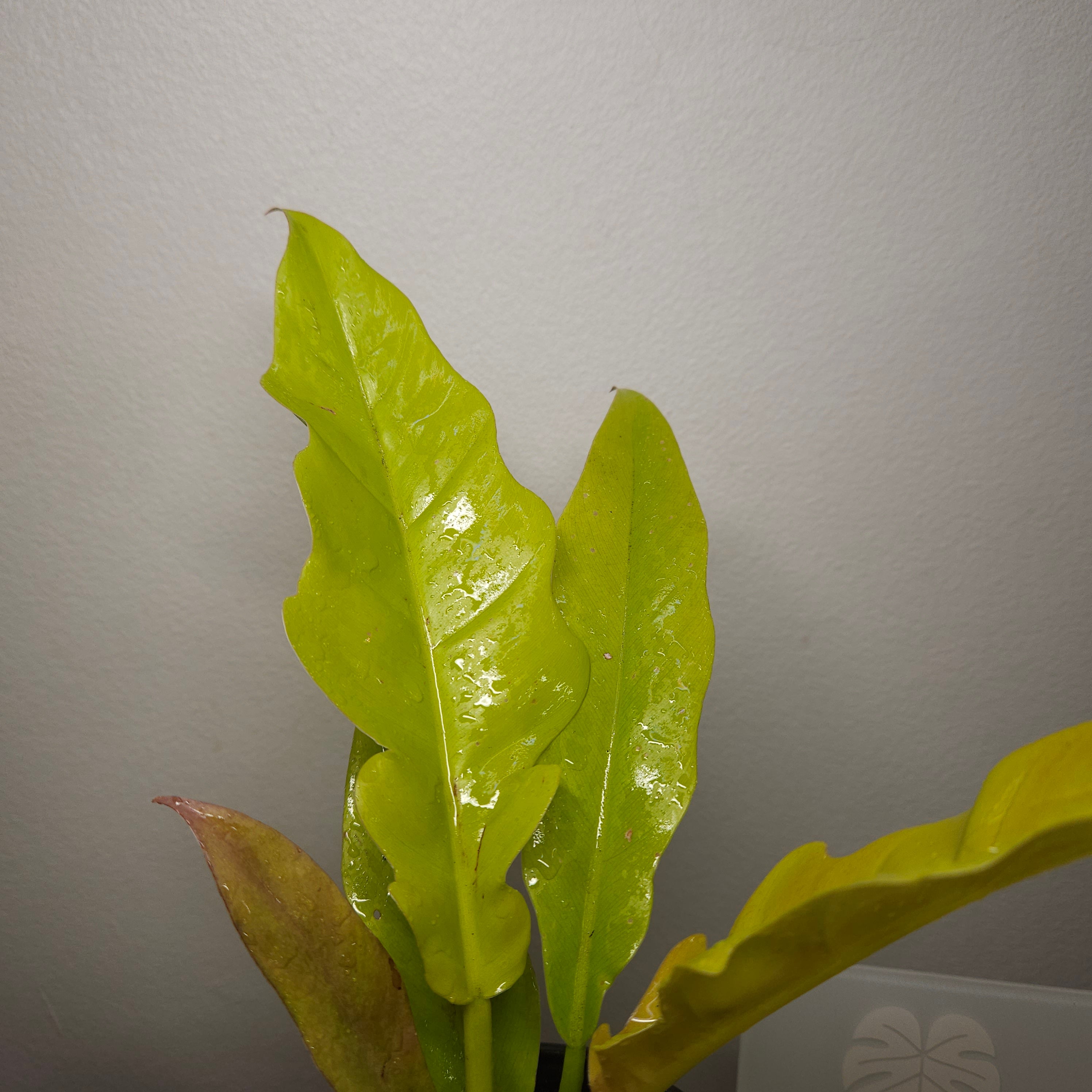 Philodendron Golden Crocodile