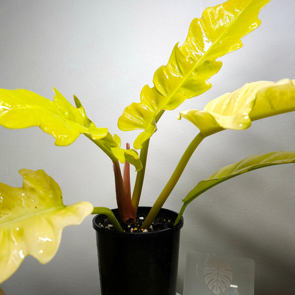 Philodendron Golden Crocodile