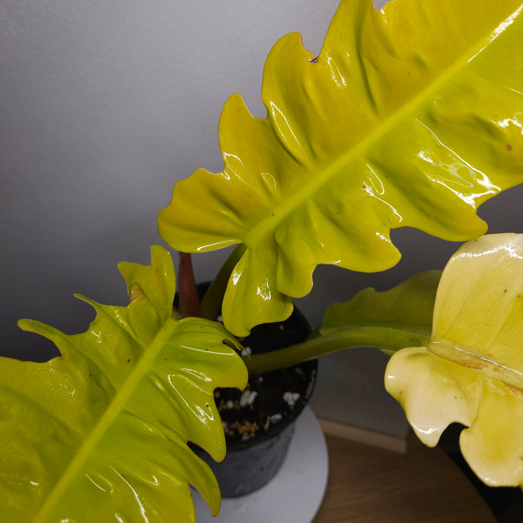 Philodendron Golden Crocodile