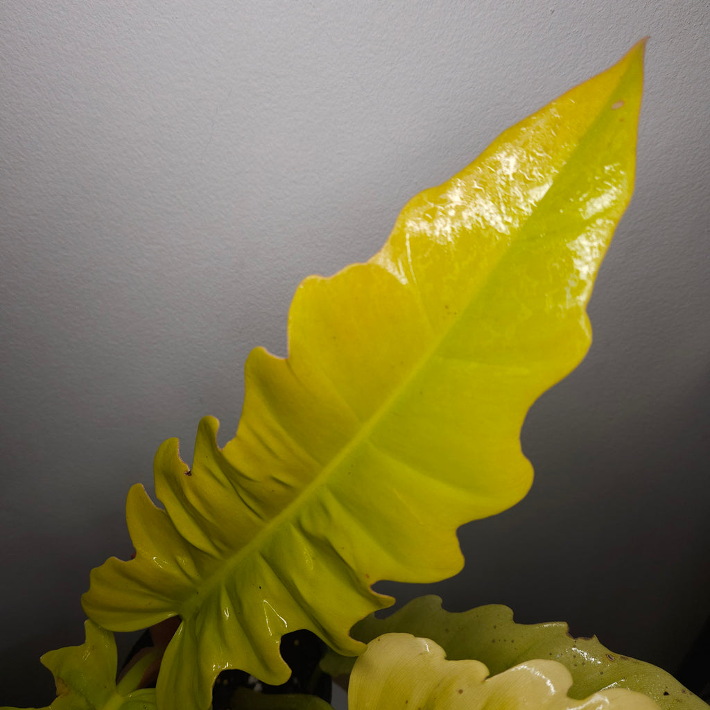 Philodendron Golden Crocodile