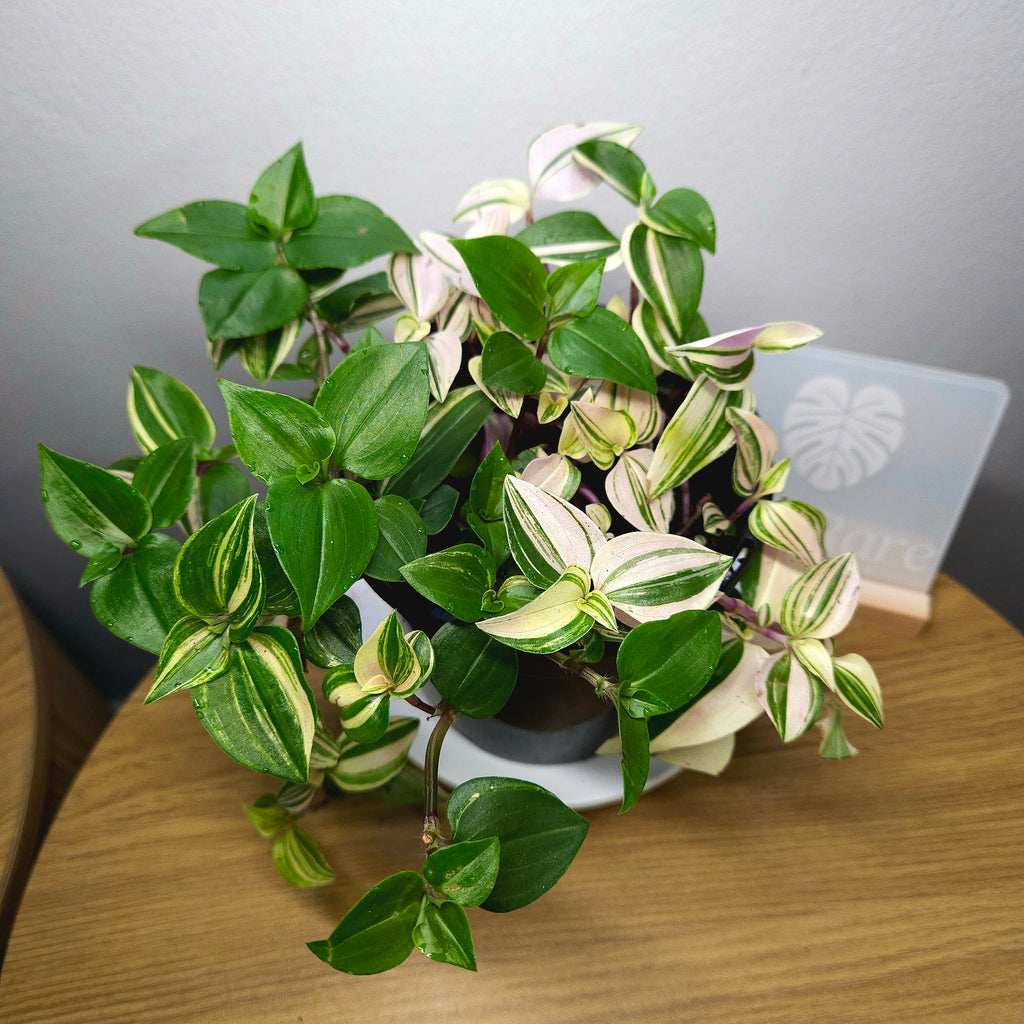 Tradescantia Tricolour