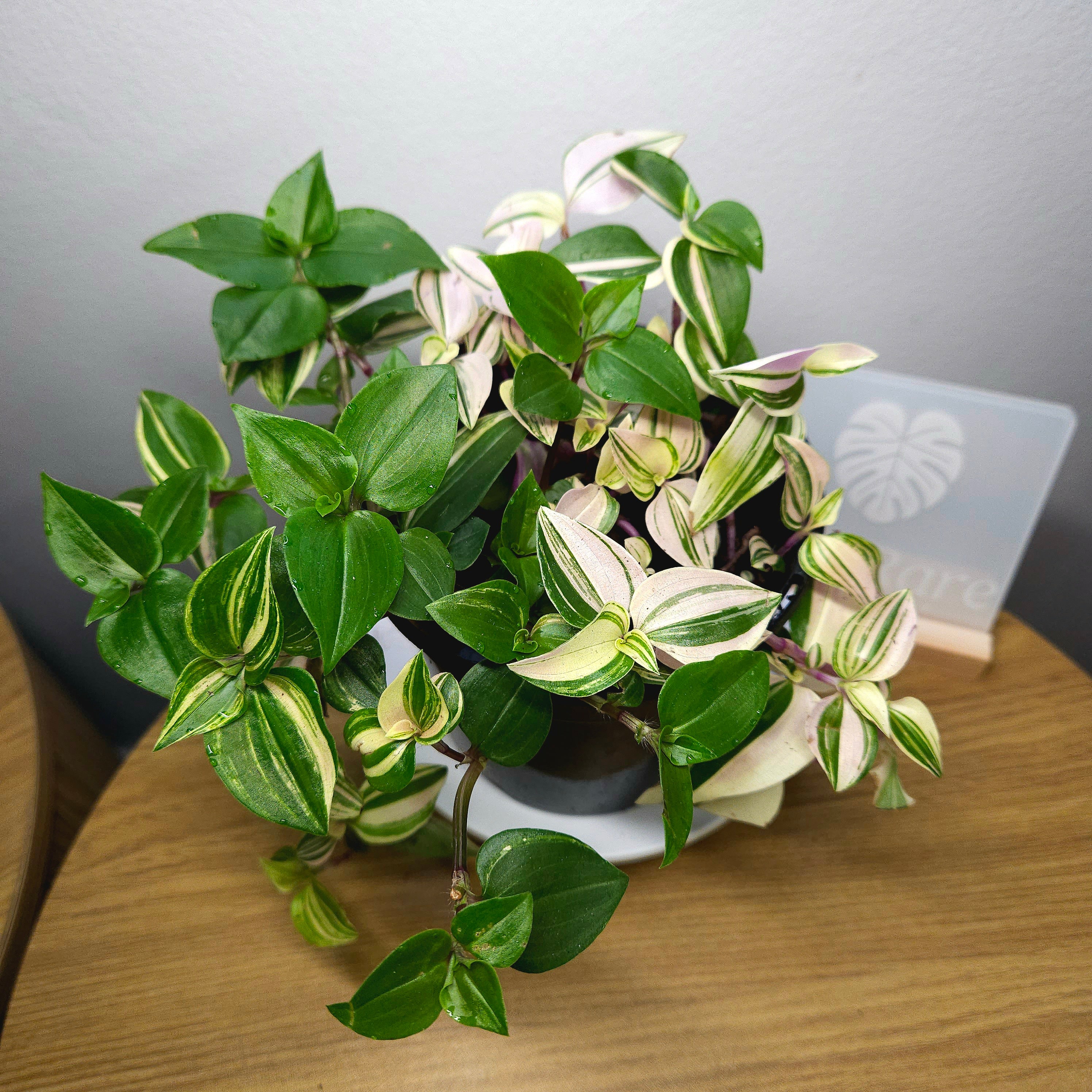Tradescantia Tricolour