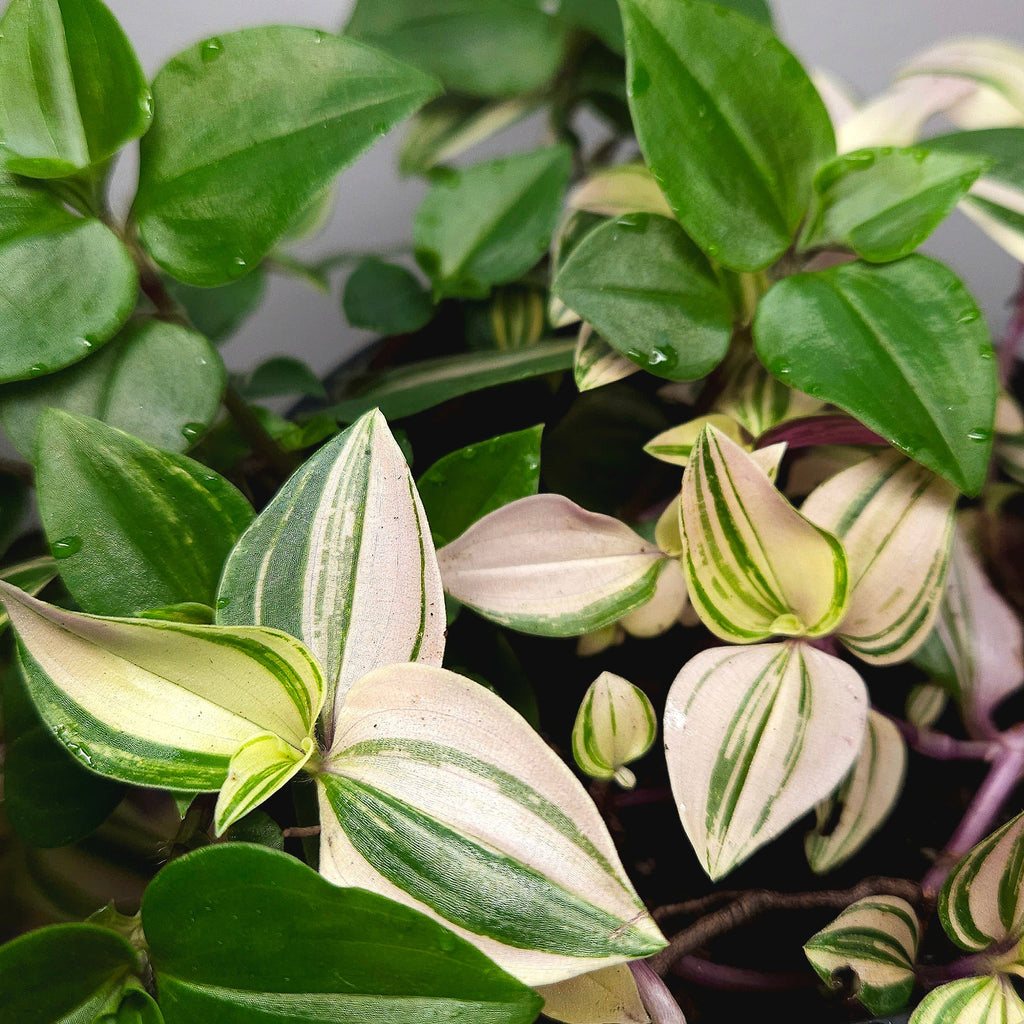 Tradescantia Tricolour