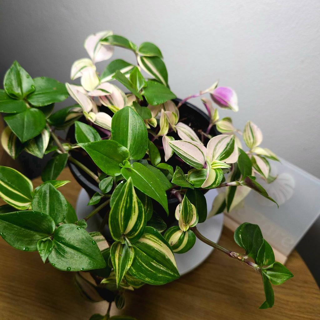 Tradescantia Tricolour