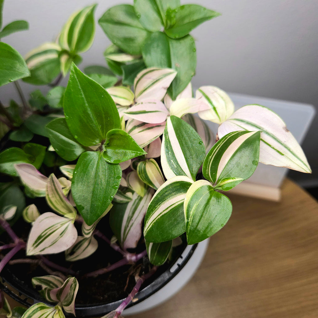 Tradescantia Tricolour