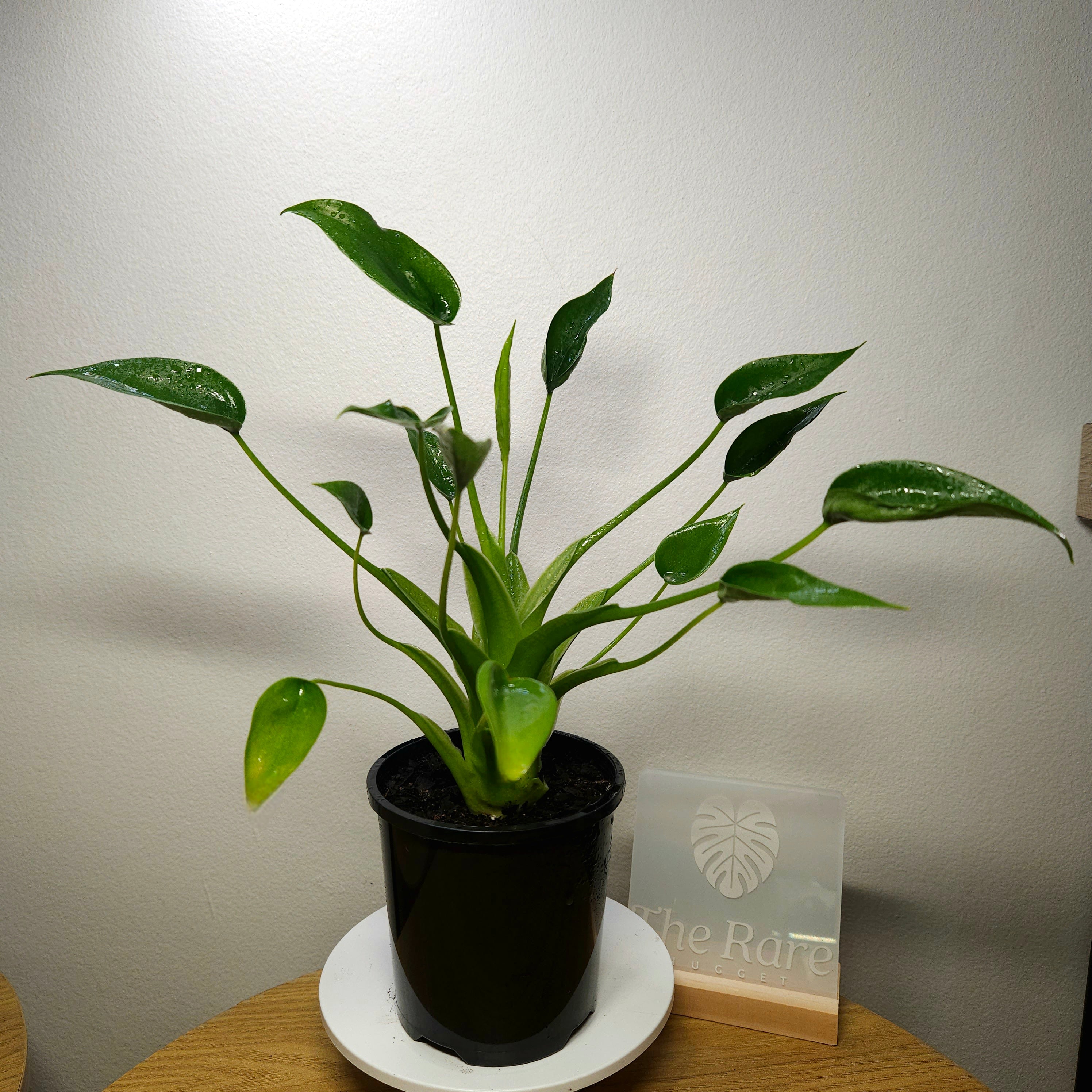 Alocasia 'Tiny Dancer' – Rare Dwarf Alocasia