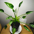 Alocasia 'Tiny Dancer' – Rare Dwarf Alocasia