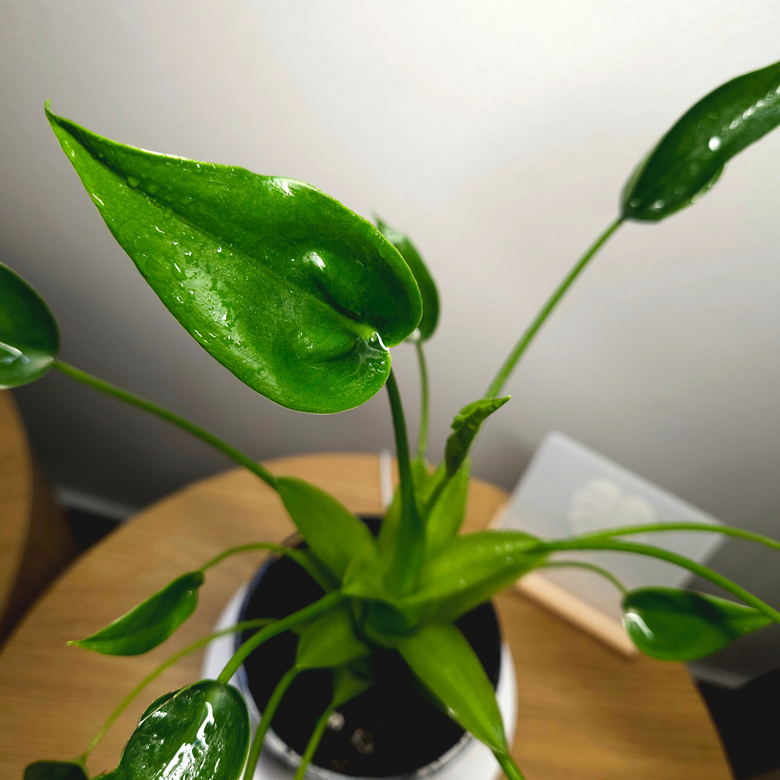 Alocasia 'Tiny Dancer' – Rare Dwarf Alocasia