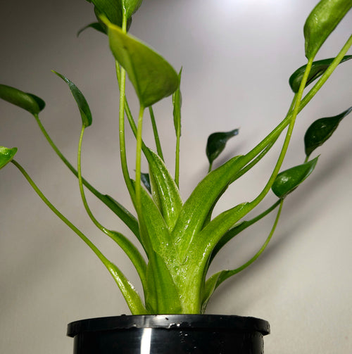 Alocasia 'Tiny Dancer' – Rare Dwarf Alocasia