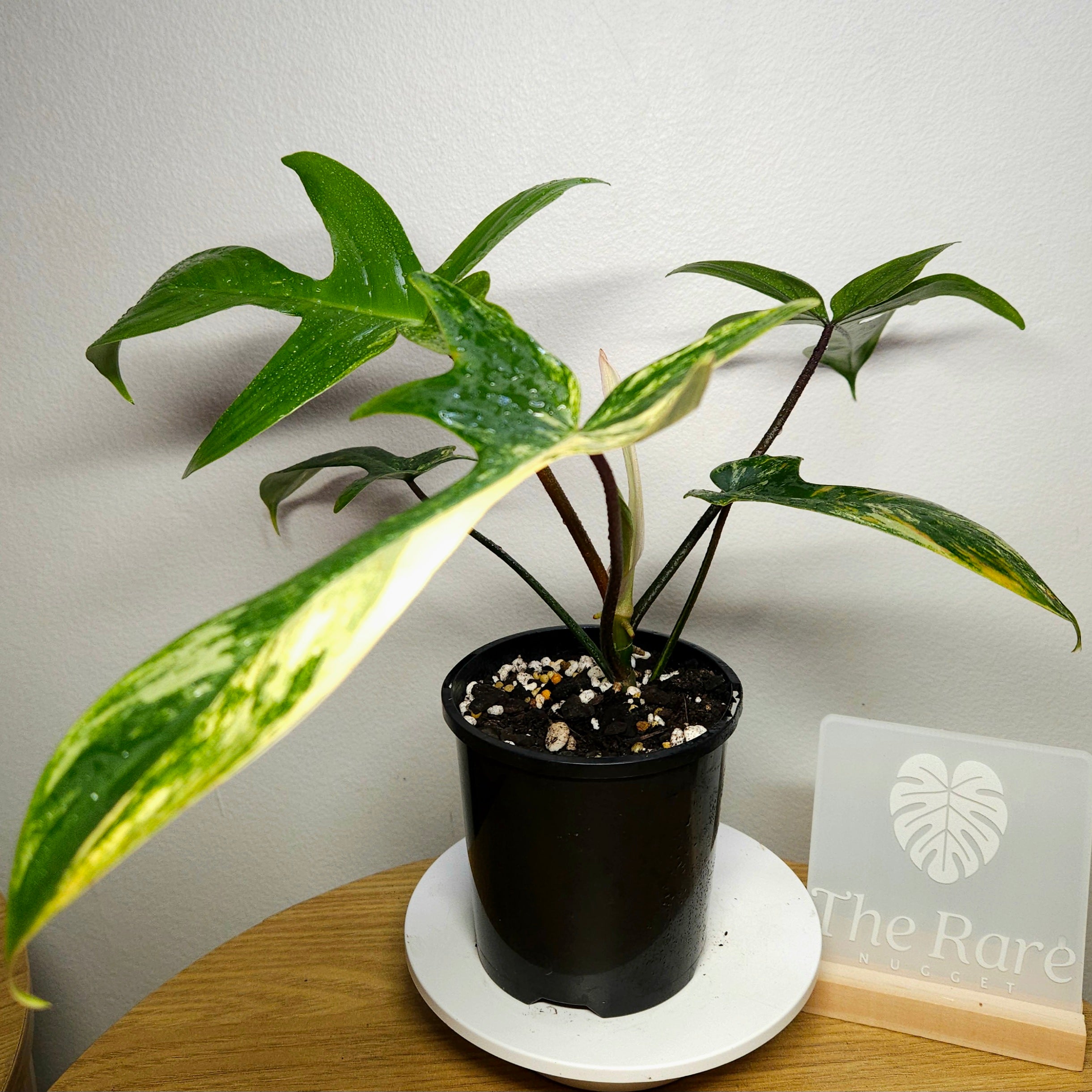Philodendron Florida Beauty – Rare Variegated Aroid