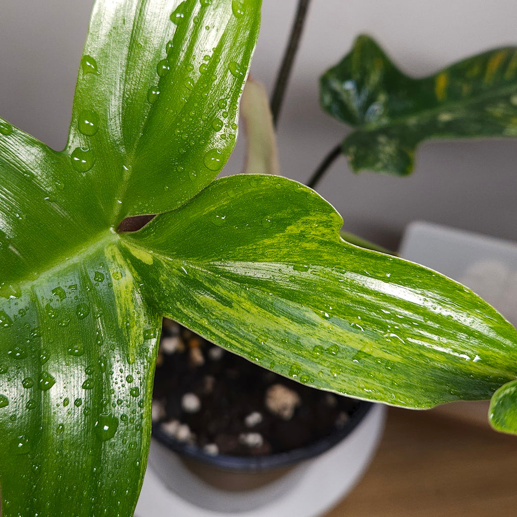 Philodendron Florida Beauty – Rare Variegated Aroid