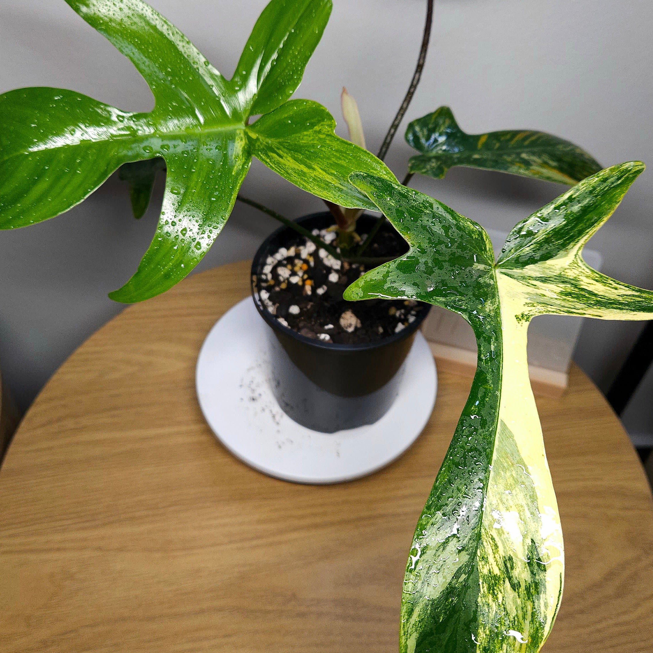 Philodendron Florida Beauty – Rare Variegated Aroid
