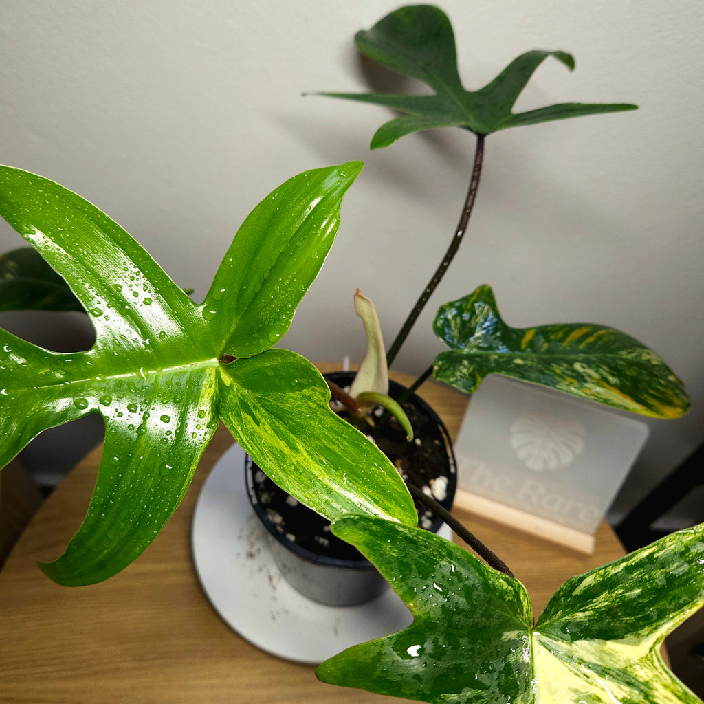 Philodendron Florida Beauty – Rare Variegated Aroid