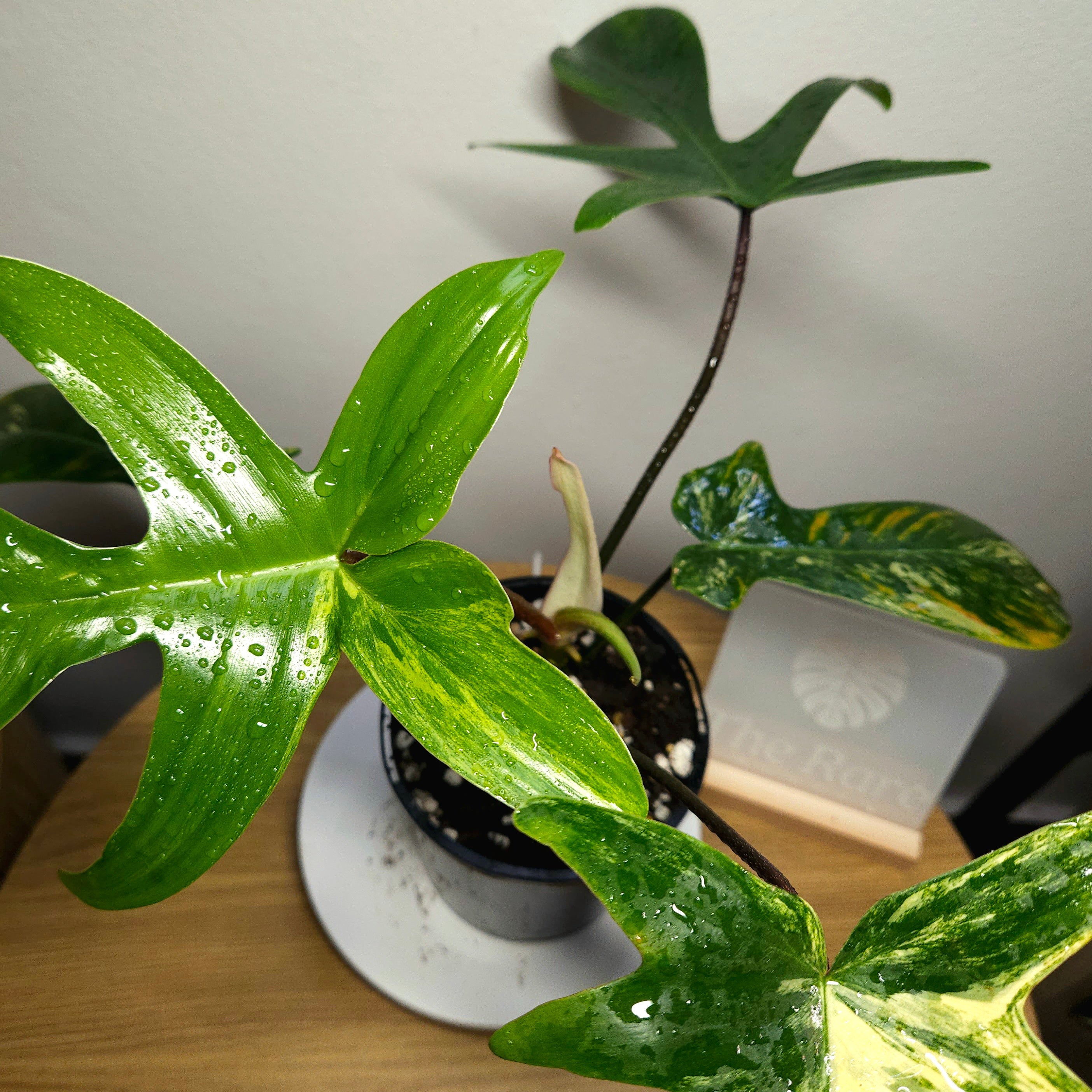 Philodendron Florida Beauty – Rare Variegated Aroid