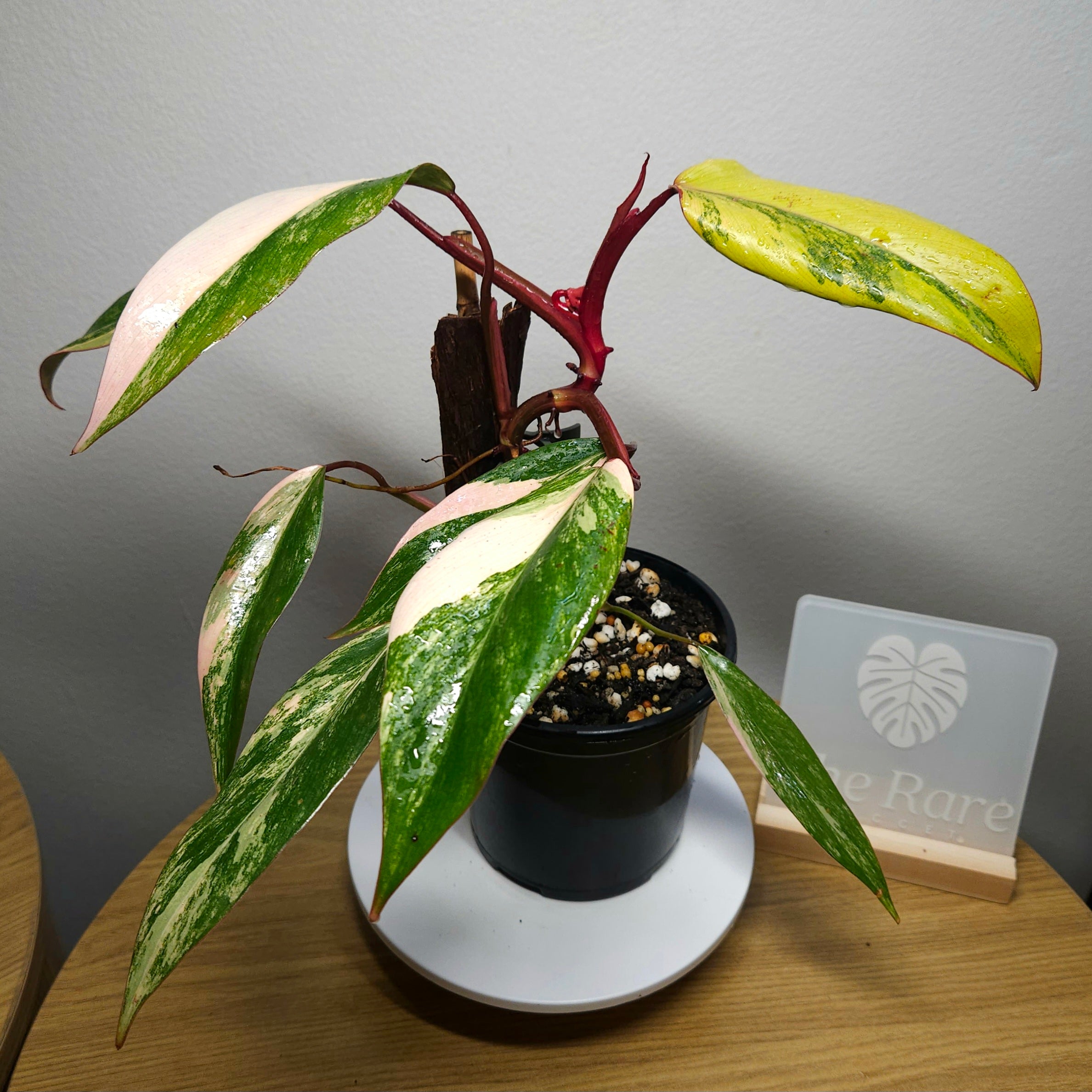 Philodendron ‘Strawberry Shake’ – Rare Tricolour Variegated Philodendron