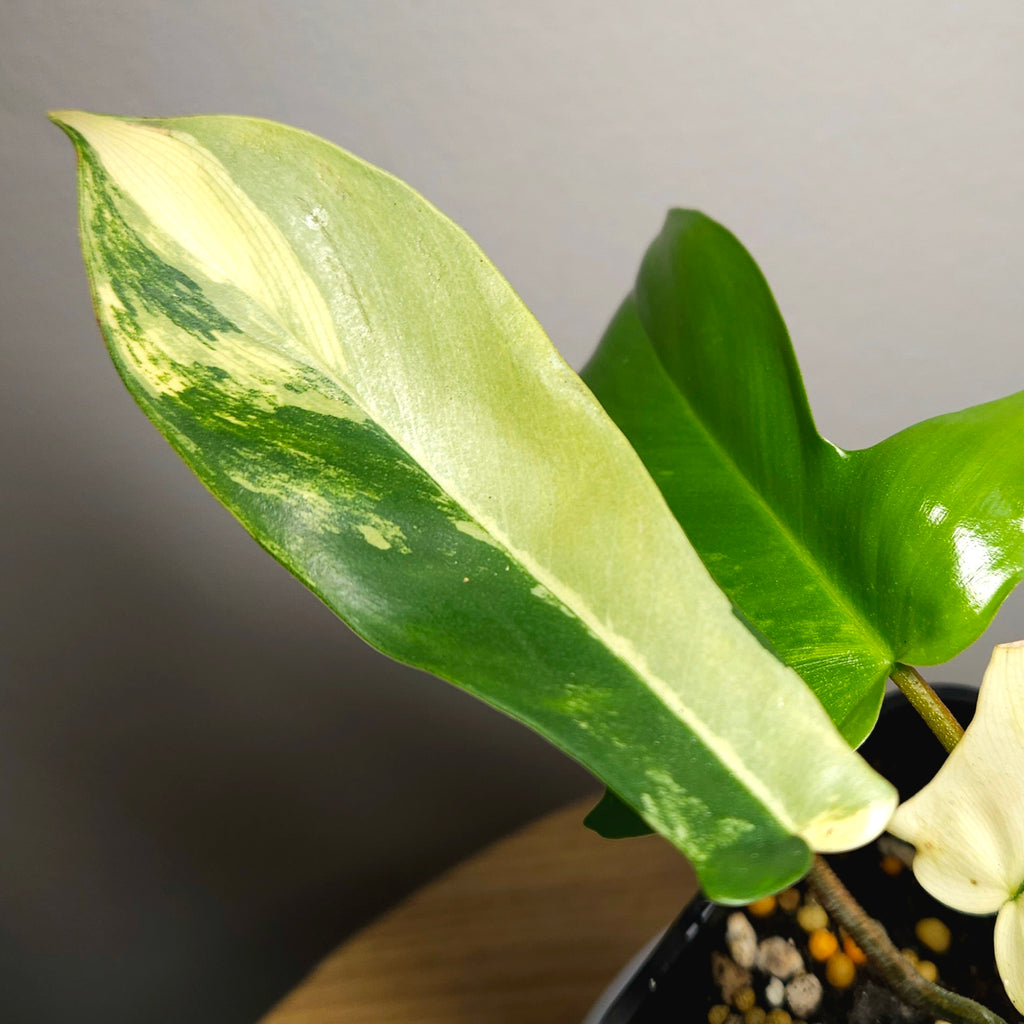 Philodendron Florida Beauty - Plant 2