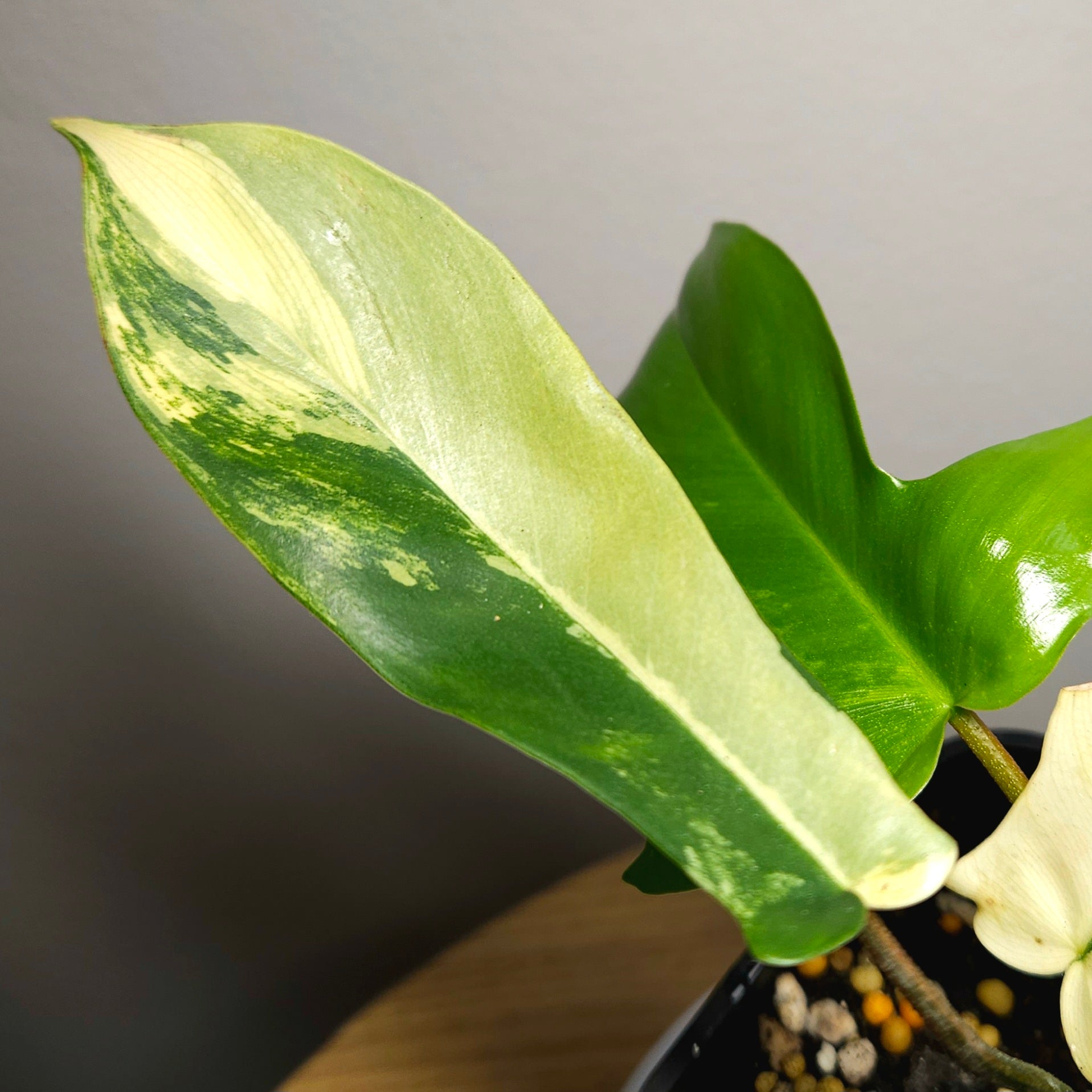 Philodendron Florida Beauty - Plant 2