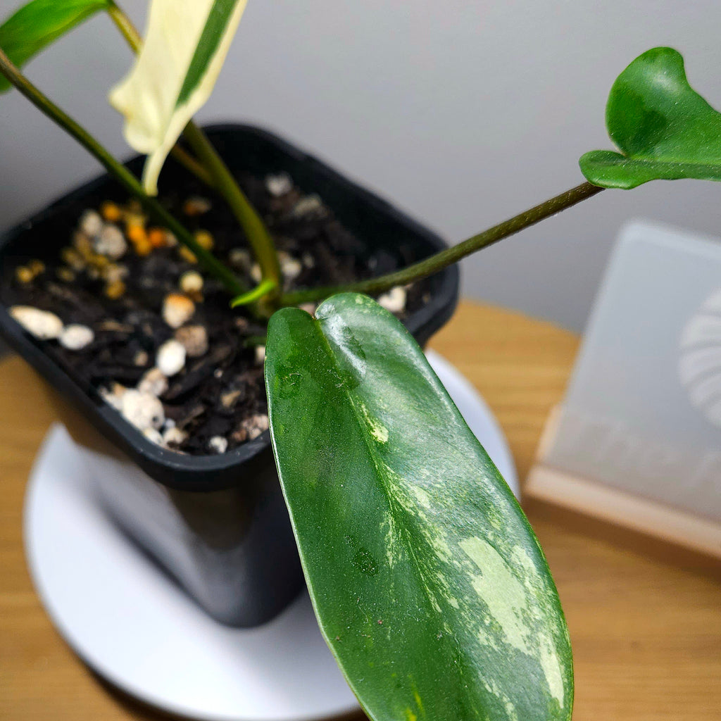 Philodendron Florida Beauty - Plant 2
