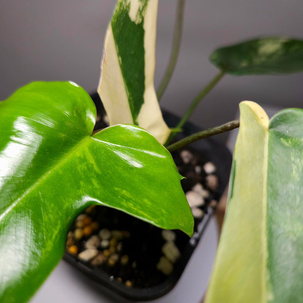 Philodendron Florida Beauty - Plant 2