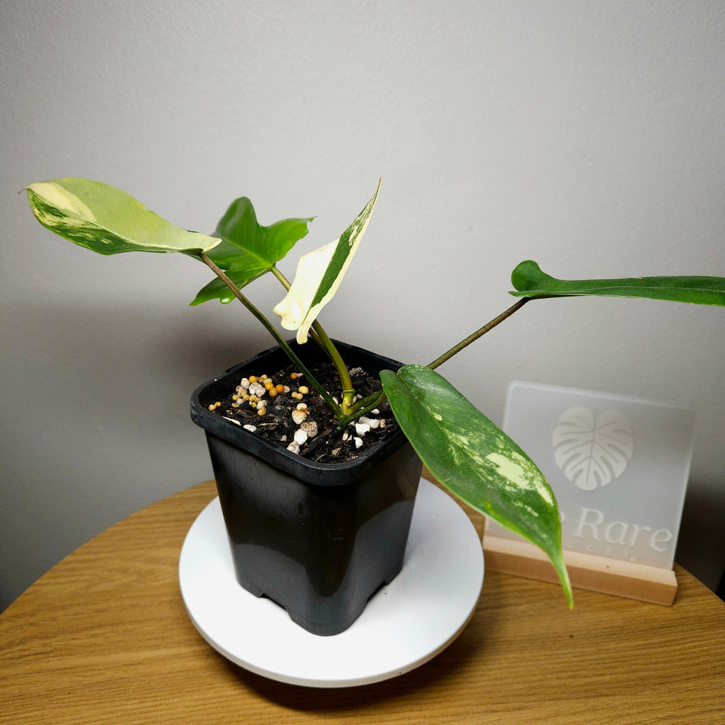 Philodendron Florida Beauty - Plant 2