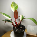 Philodendron ‘Strawberry Shake’ – Rare Tricolour Variegated Philodendron