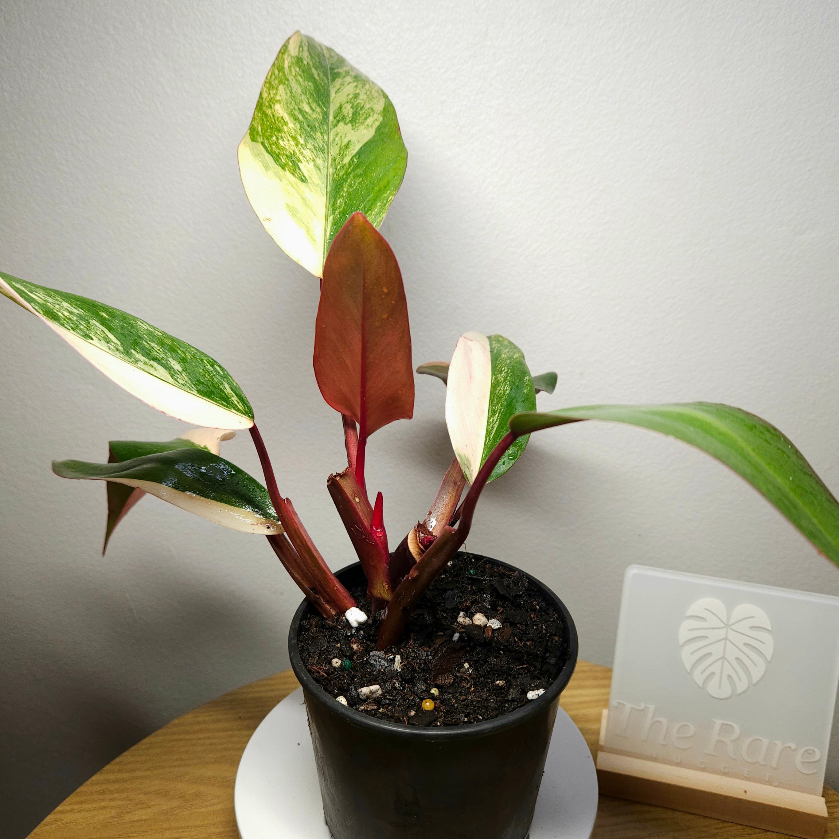 Philodendron ‘Strawberry Shake’ – Rare Tricolour Variegated Philodendron