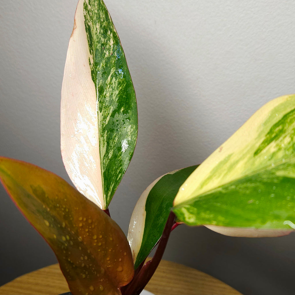 Philodendron ‘Strawberry Shake’ – Rare Tricolour Variegated Philodendron