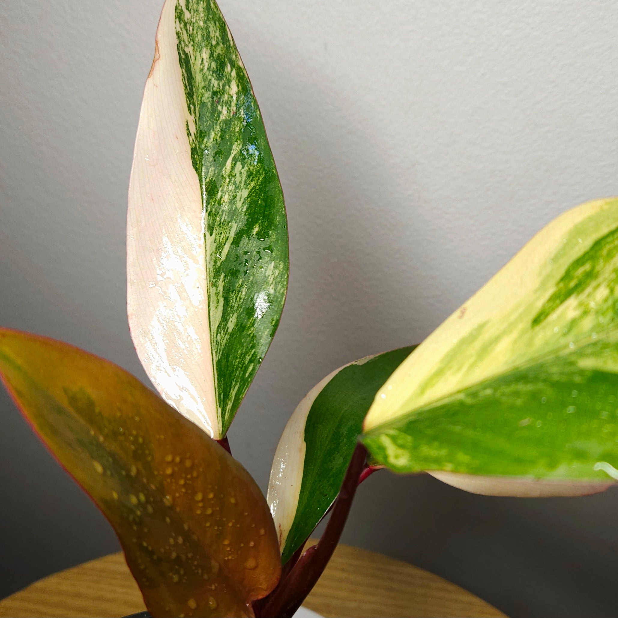 Philodendron ‘Strawberry Shake’ – Rare Tricolour Variegated Philodendron