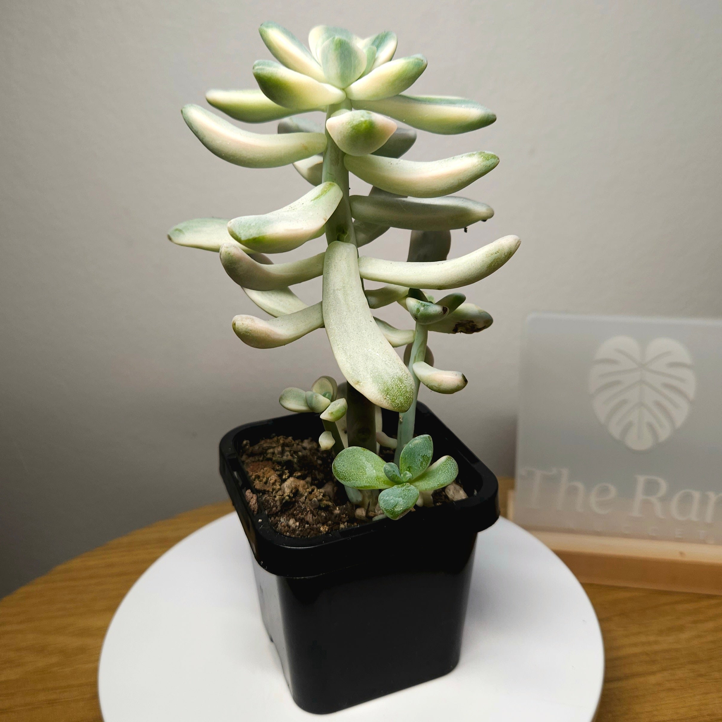 Graptopetalum paraguayense ssp. bernalense Variegata – Rare Var.