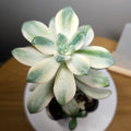 Graptopetalum paraguayense ssp. bernalense Variegata – Rare Var.