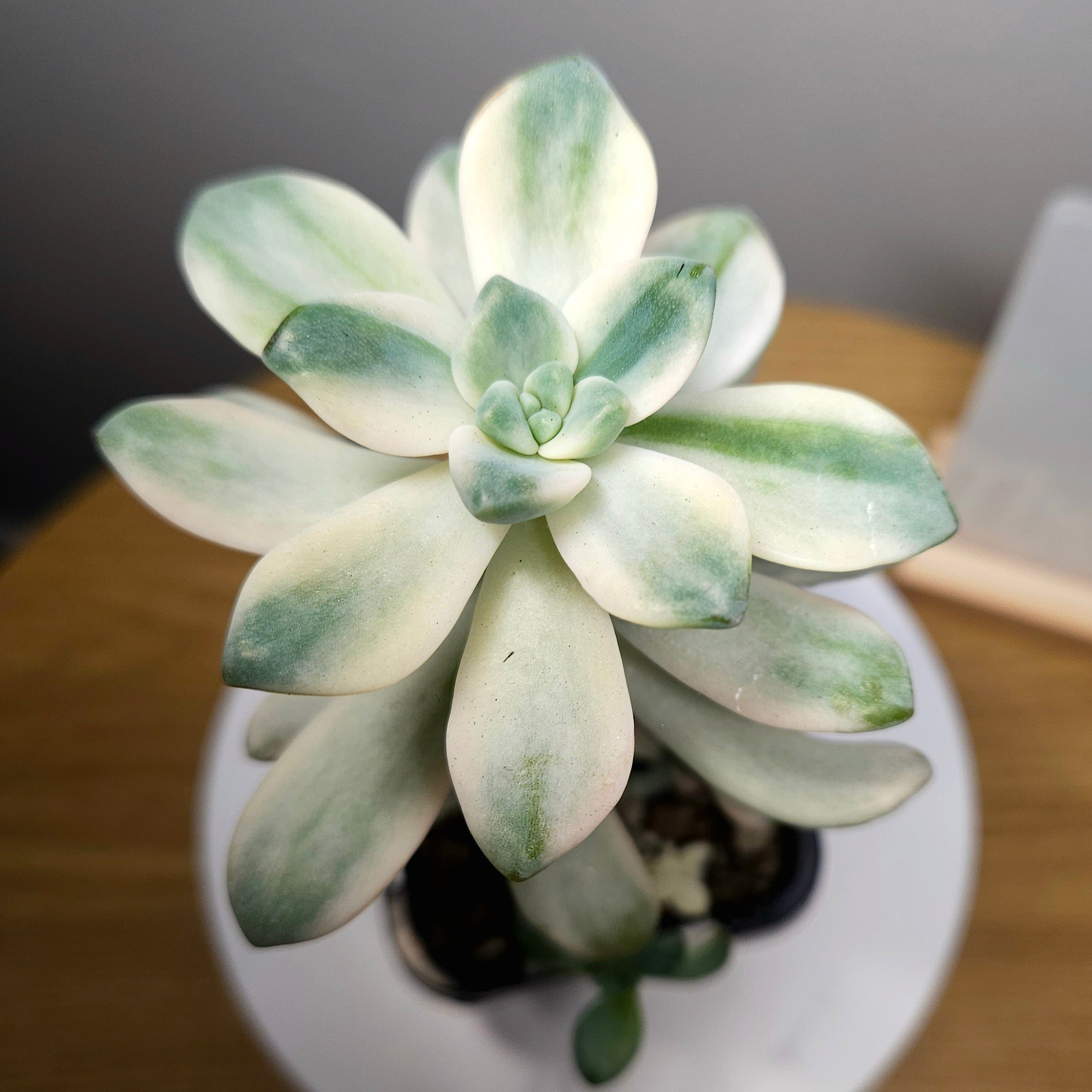 Graptopetalum paraguayense ssp. bernalense Variegata – Rare Var.
