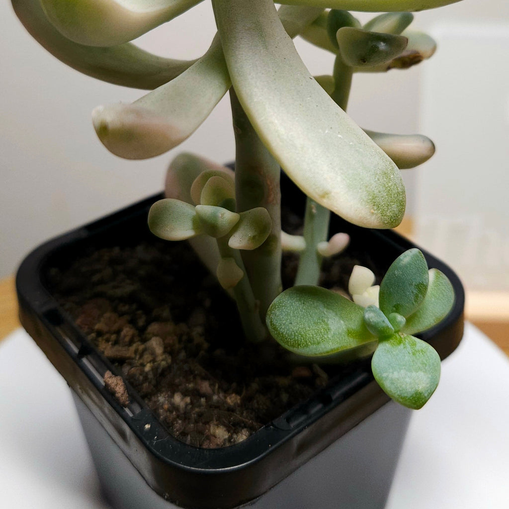 Graptopetalum paraguayense ssp. bernalense Variegata – Rare Var.
