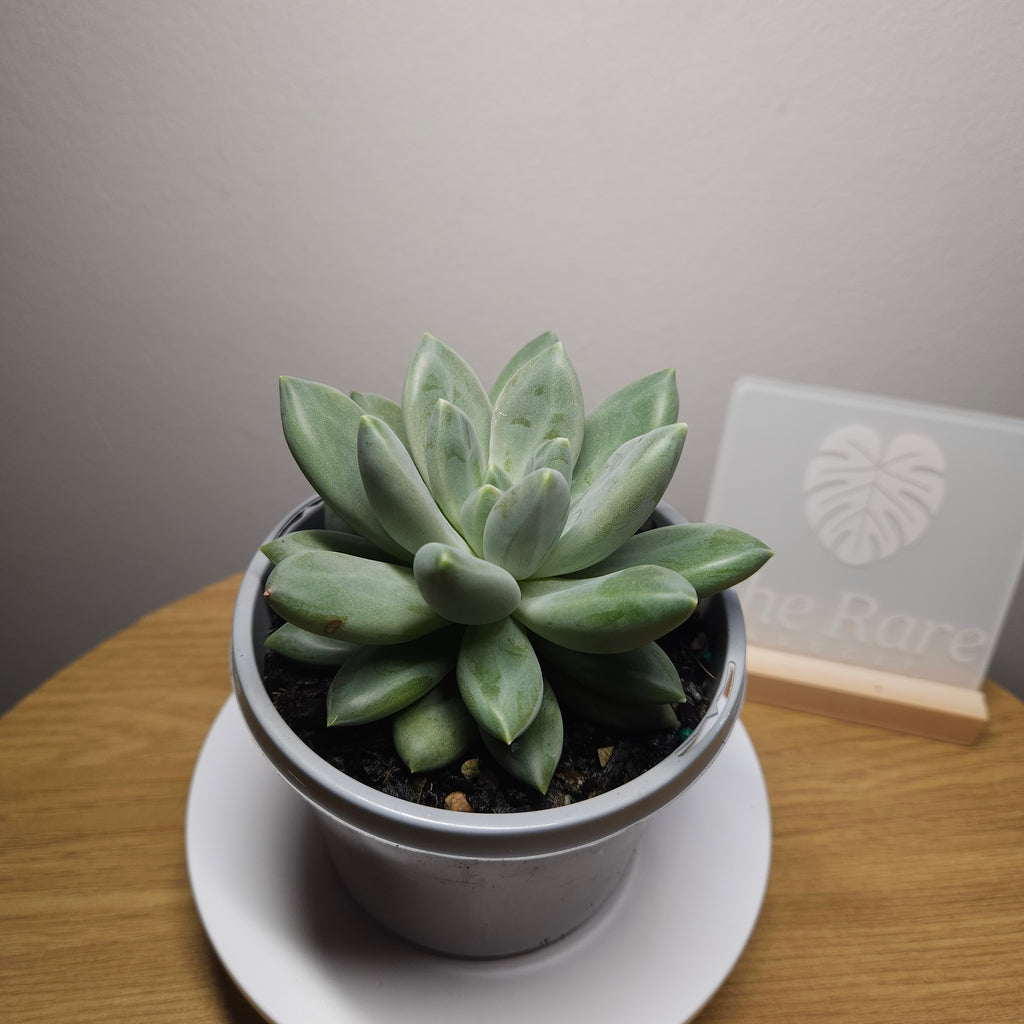 Echeveria 'Mexican Giant' RARE find!