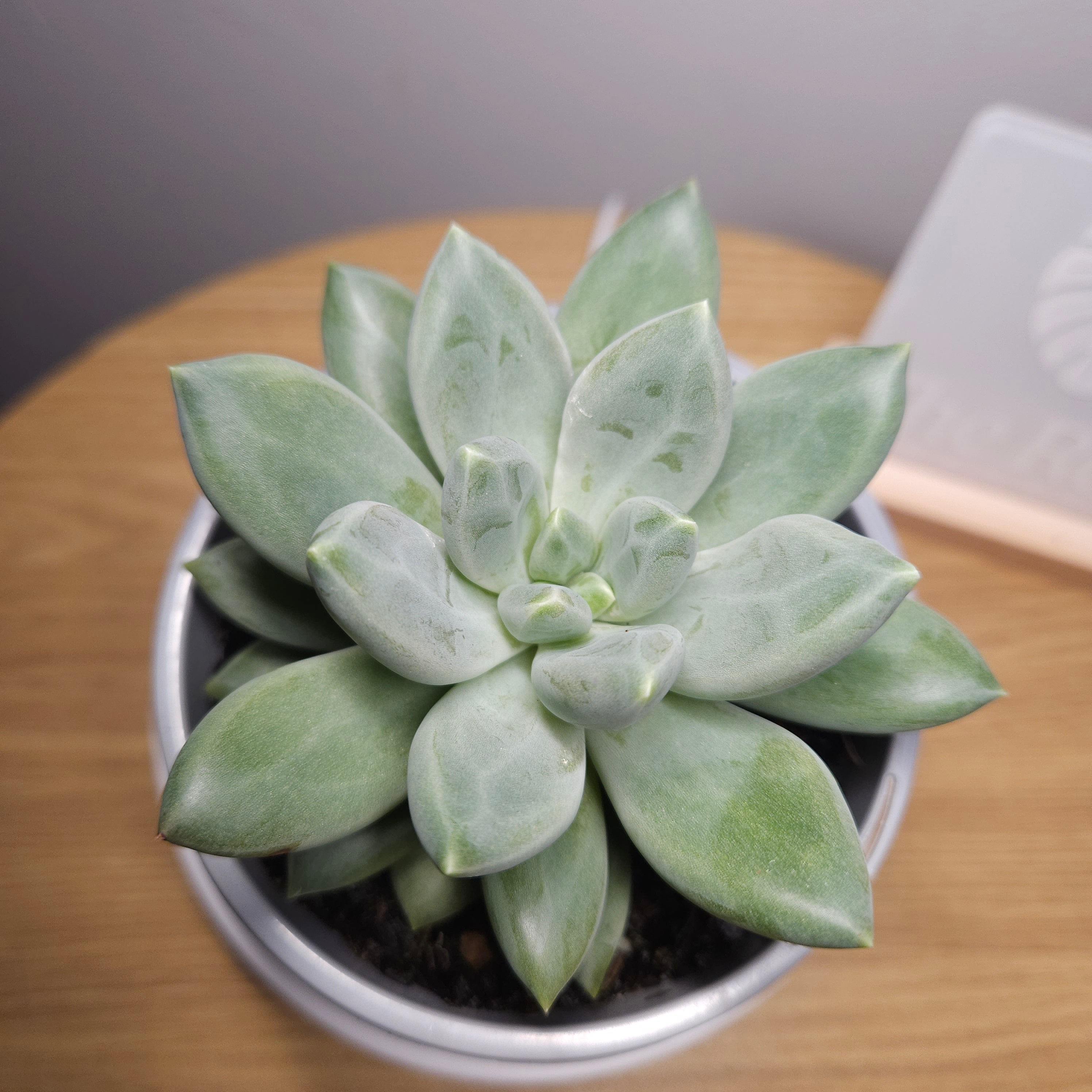 Echeveria 'Mexican Giant' RARE find!
