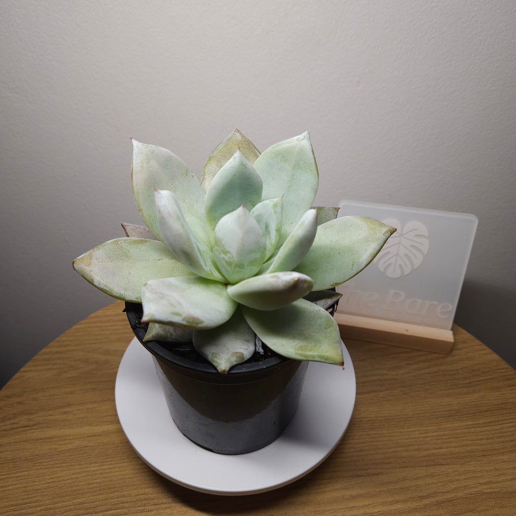 Echeveria 'Mexican Giant' RARE find!
