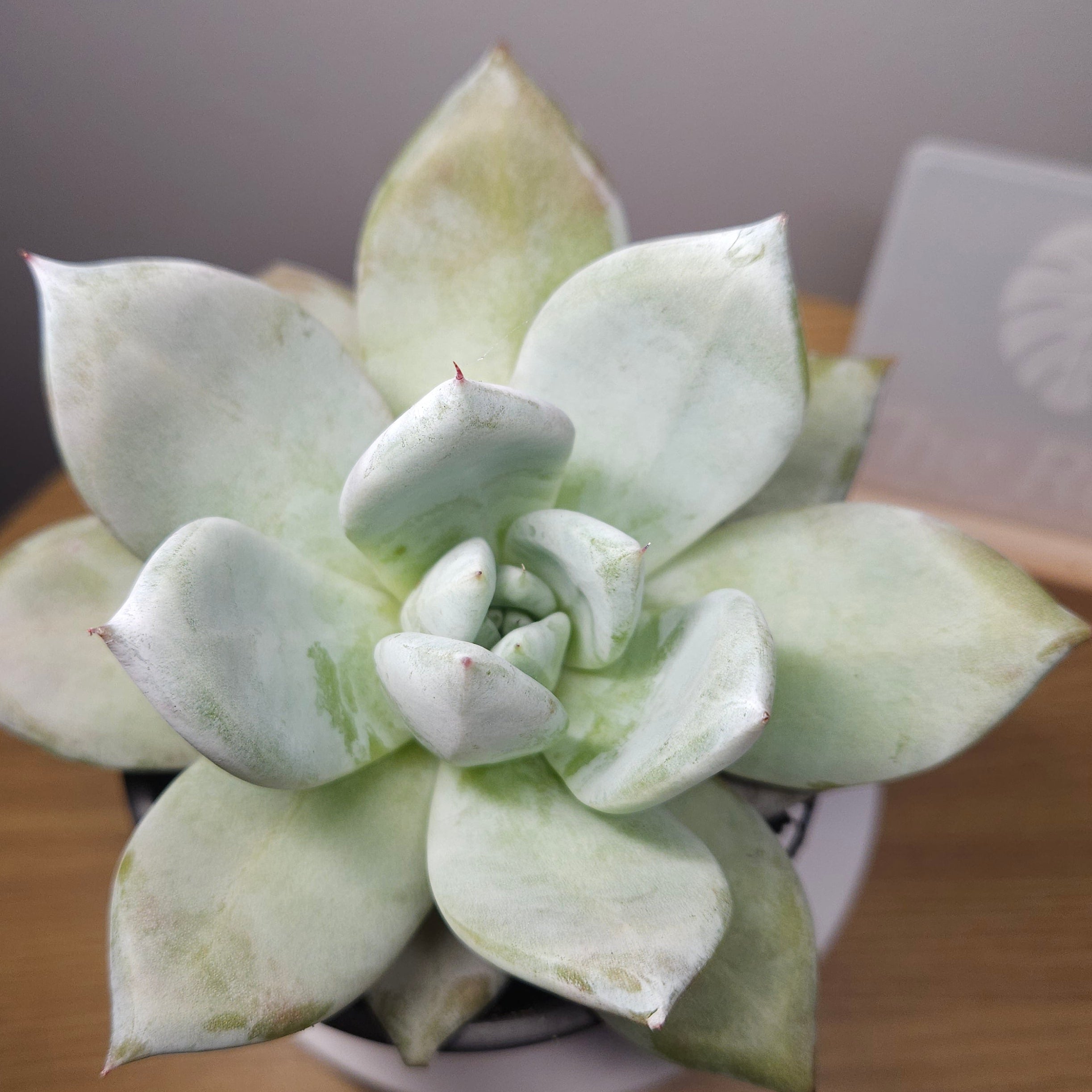 Echeveria 'Mexican Giant' RARE find!