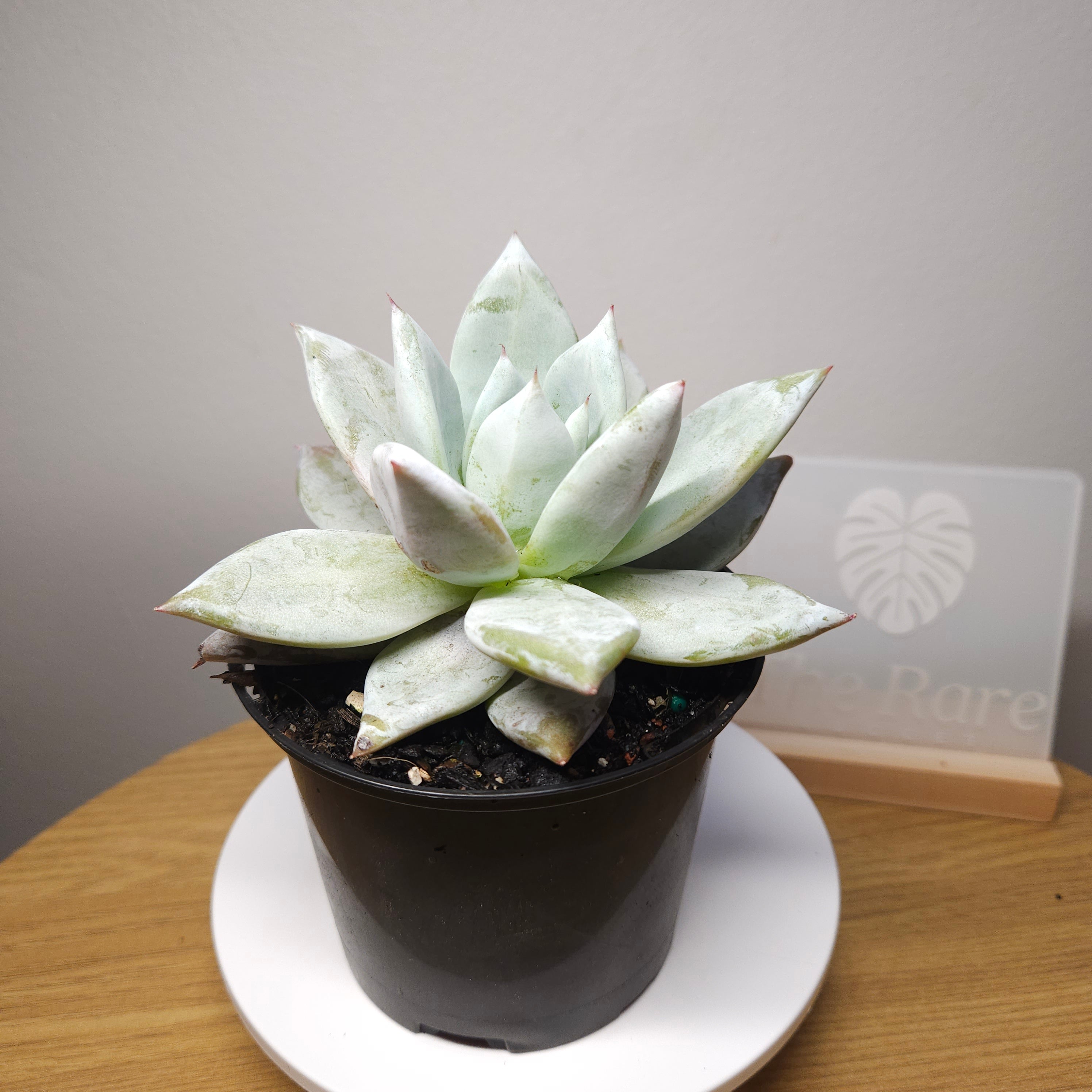 Echeveria 'Mexican Giant' RARE find!