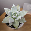 Echeveria 'Mexican Giant' RARE find!
