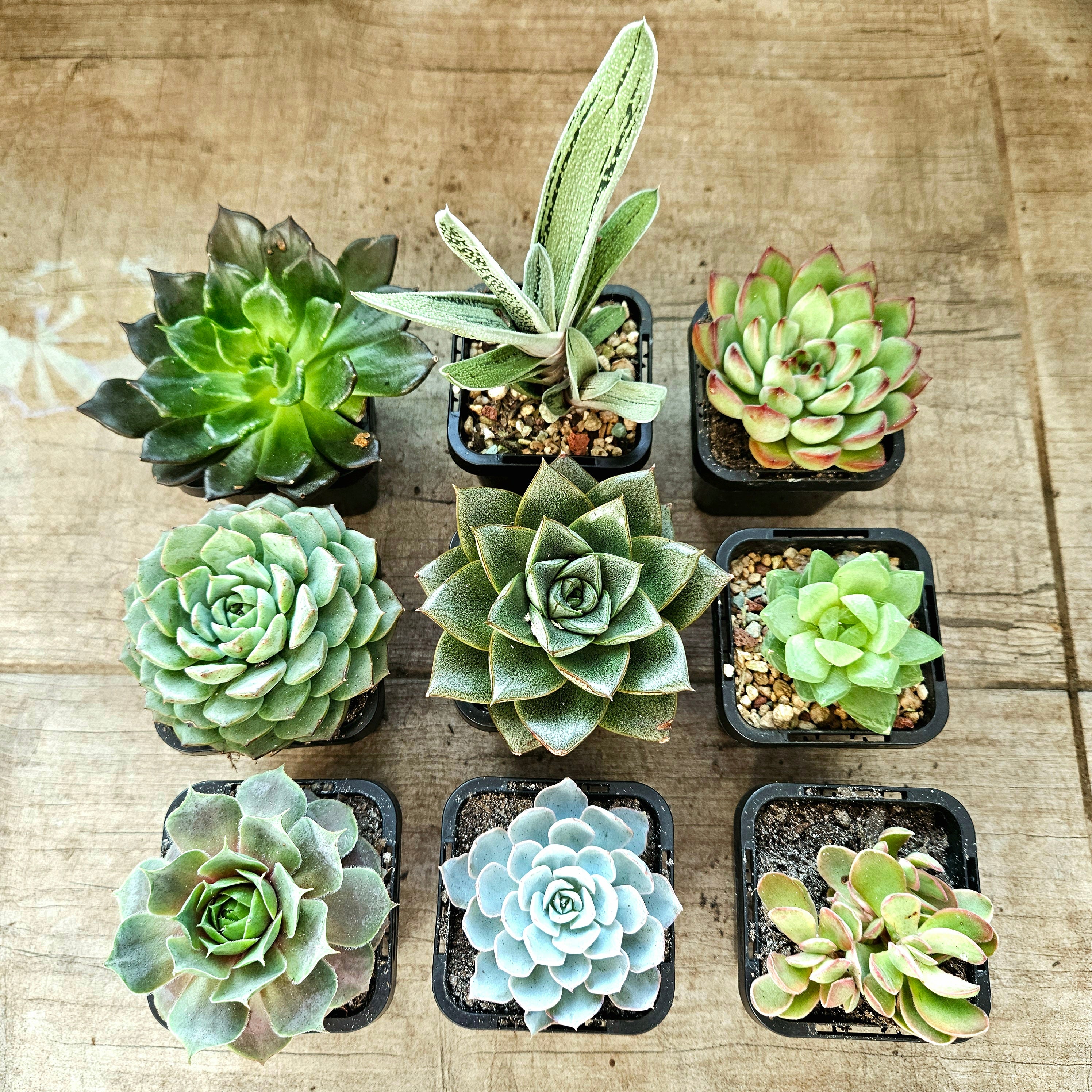 Succulent Mixed 9 for $69 (10th Premium FREE and a few other goodies!)