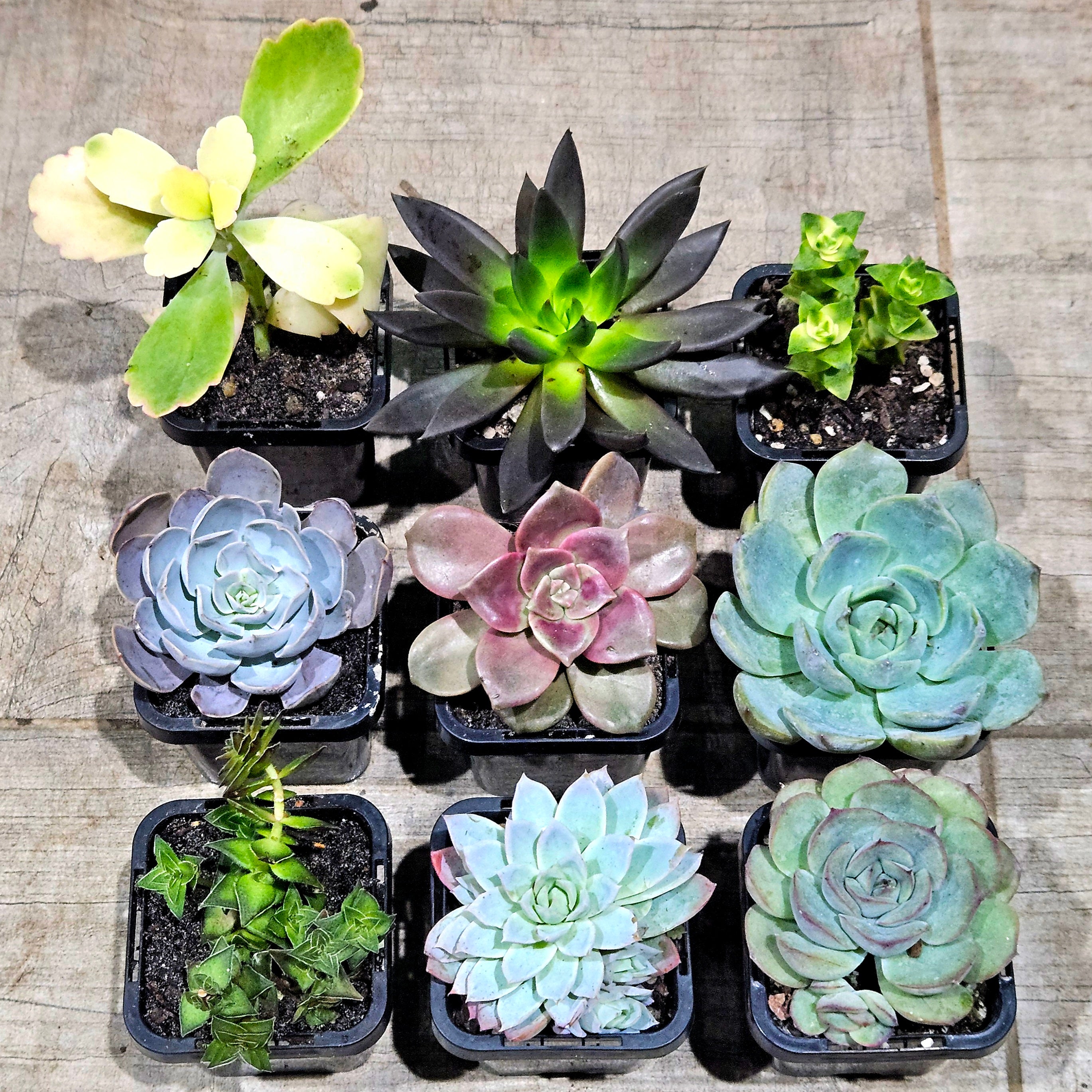 Succulent Mixed 9 for $69 (10th Premium FREE and a few other goodies!)