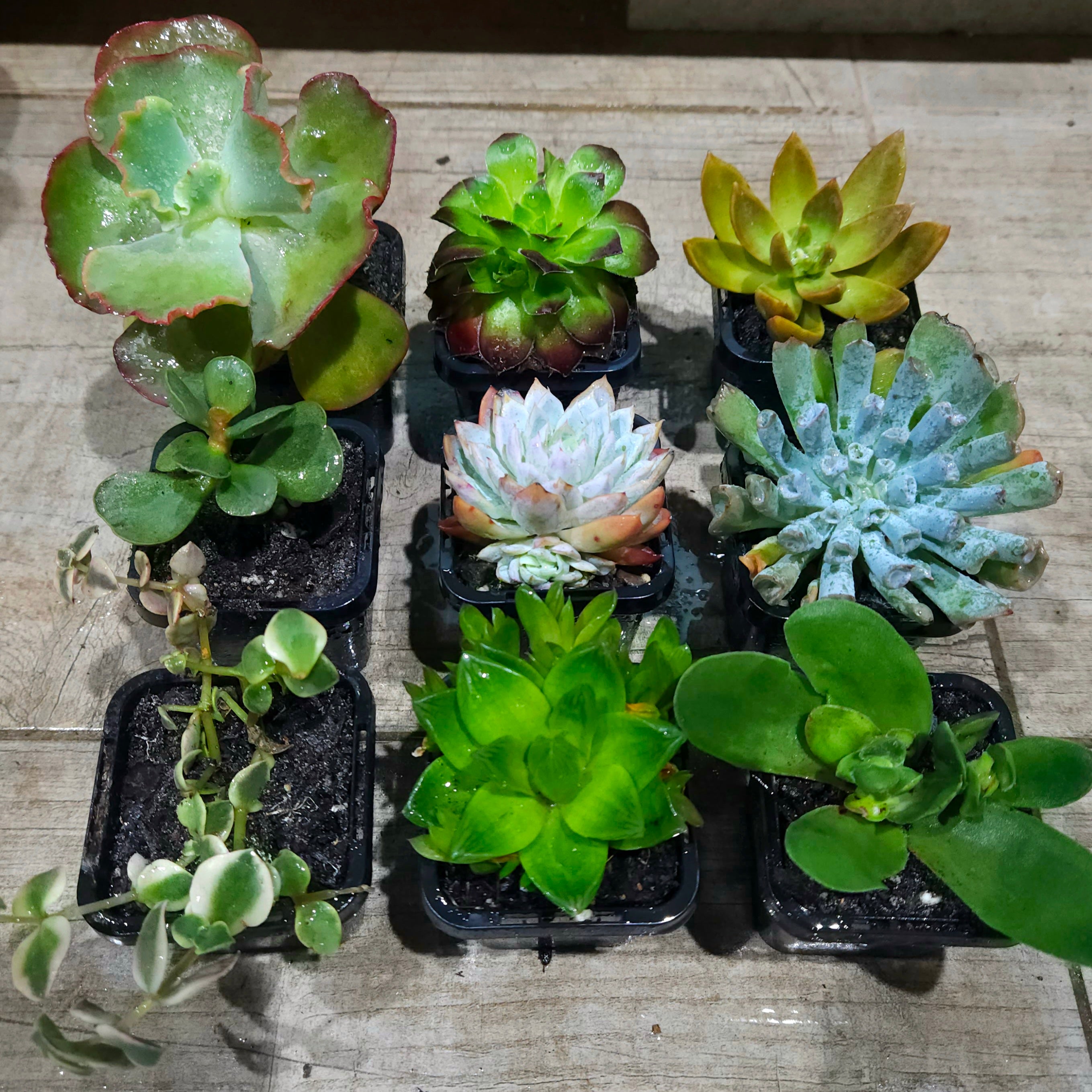 Succulent Mixed 9 for $69 (10th Premium FREE and a few other goodies!)